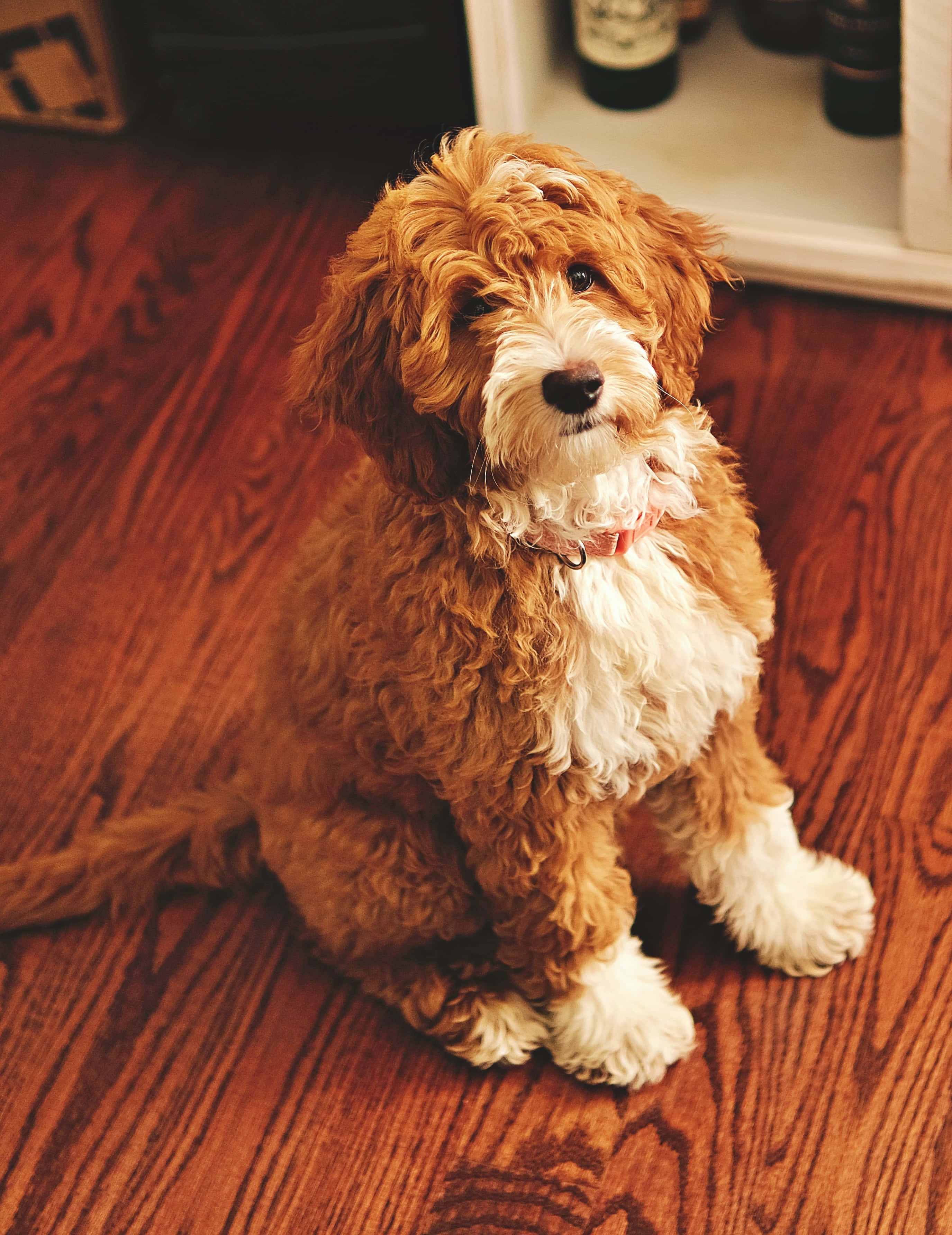 Labradoodle, brown and white, fluffy, 2K Phone Wallpaper