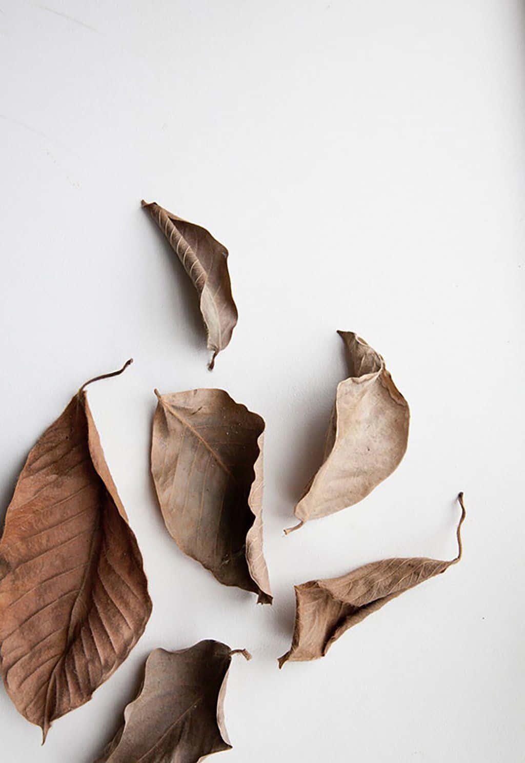 white table, dried brown leaves, plain white surface, HD Phone Wallpaper