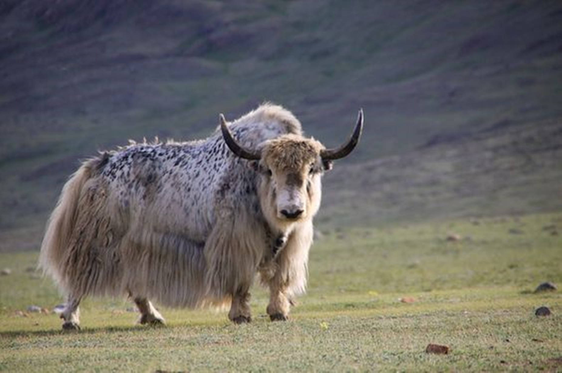 yak, white, curved horns, HD Desktop Wallpaper