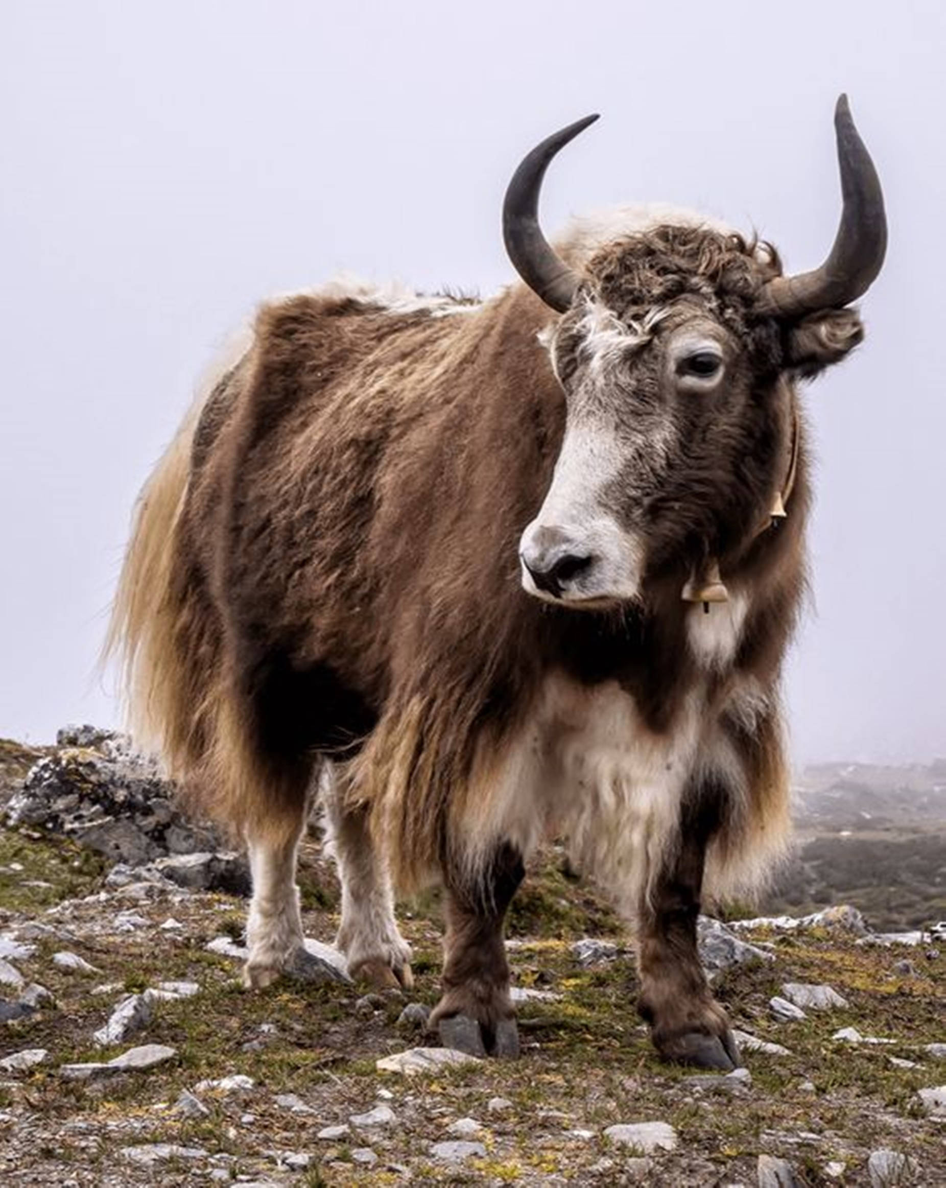 yak, brown, white, Full HD Phone Wallpaper