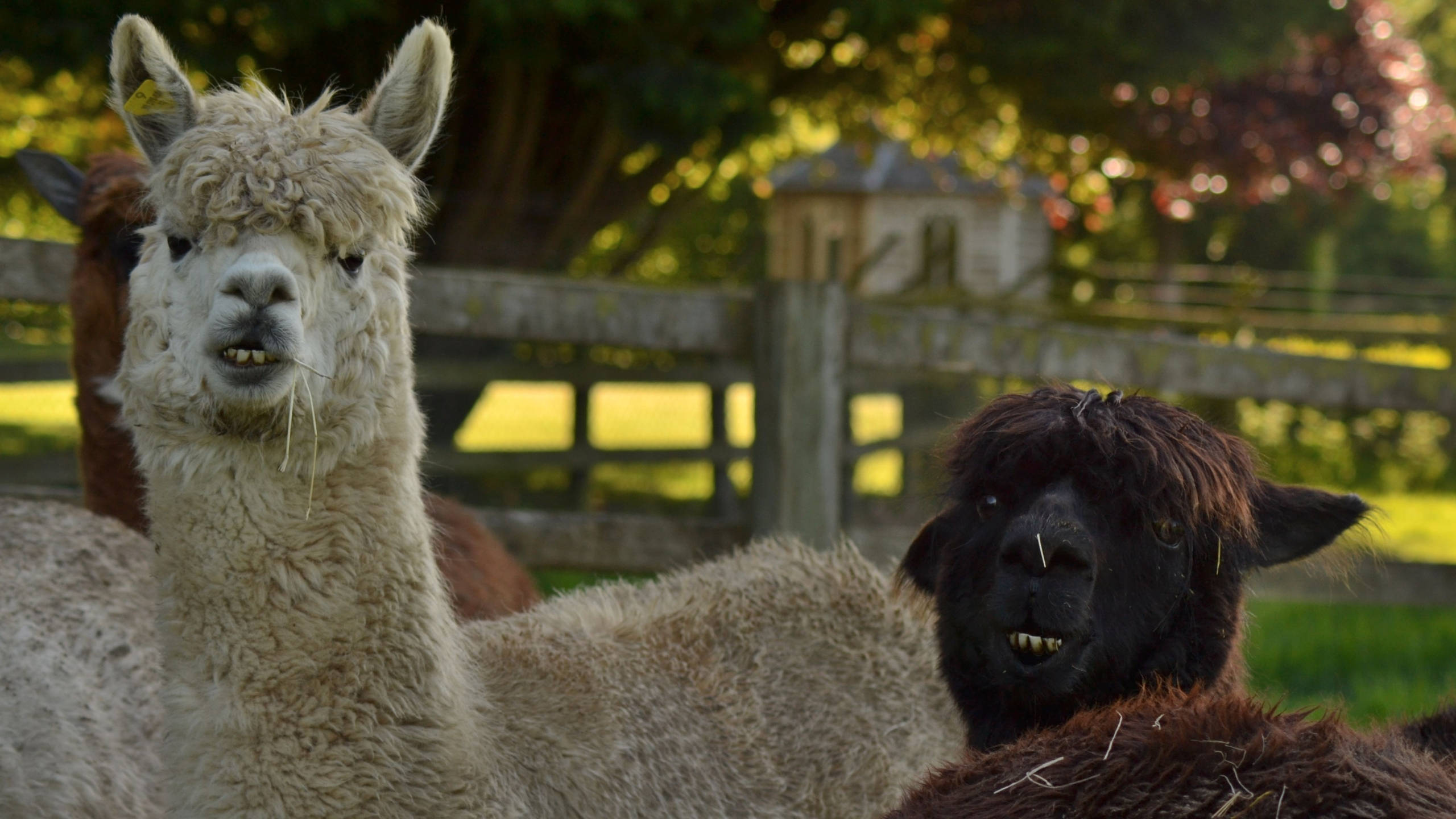 brown and white alpaca, light beige, black, 2K Desktop Wallpaper