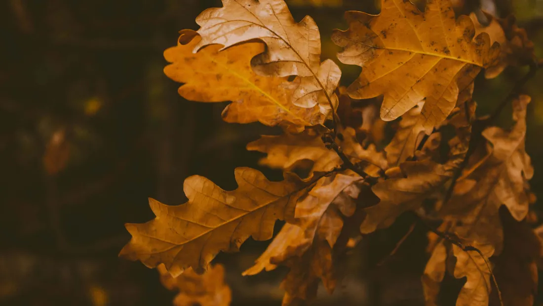 Brown Autumn