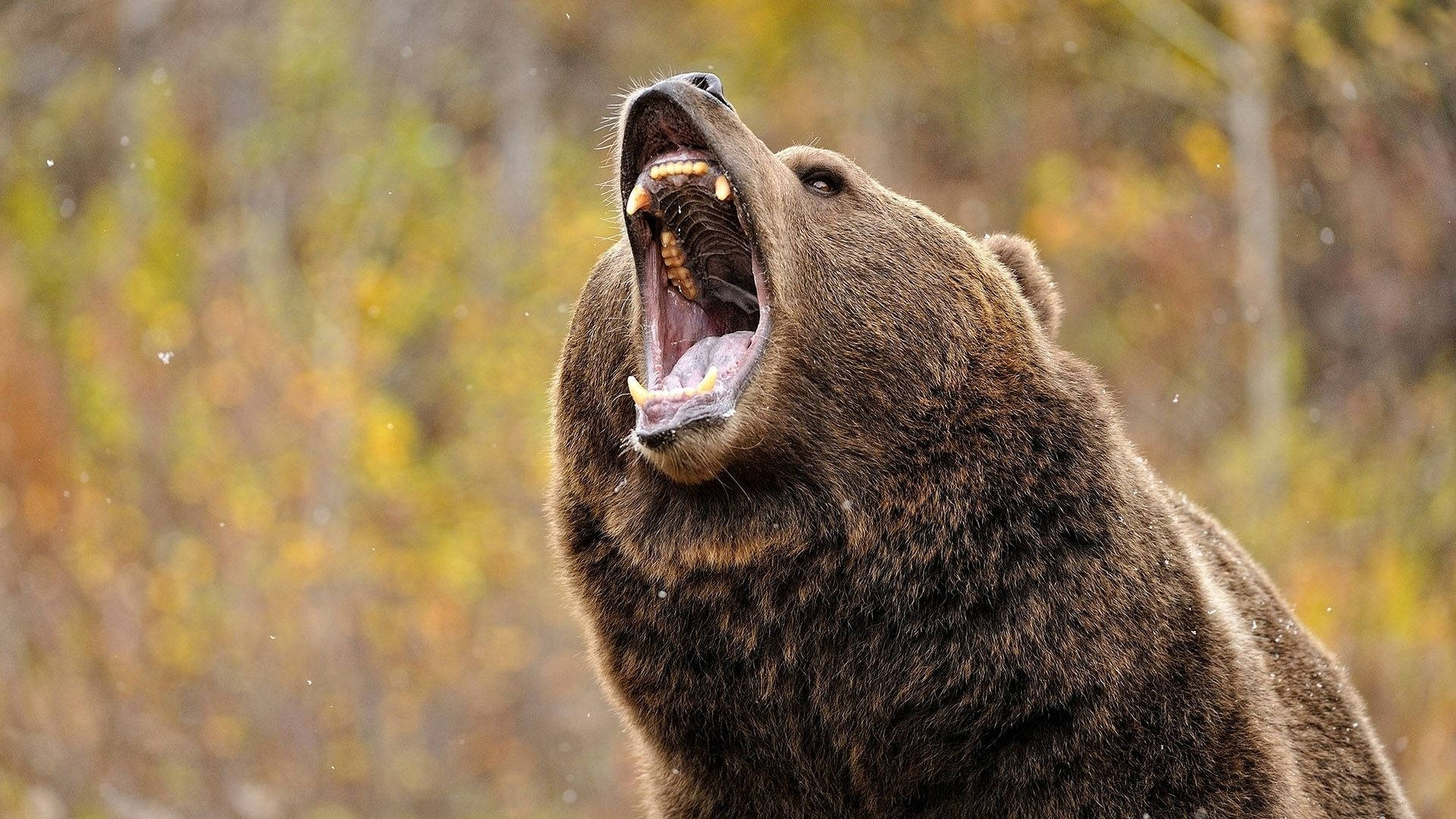 Brown Bear, roaring, autumn forest, Full HD Desktop Wallpaper