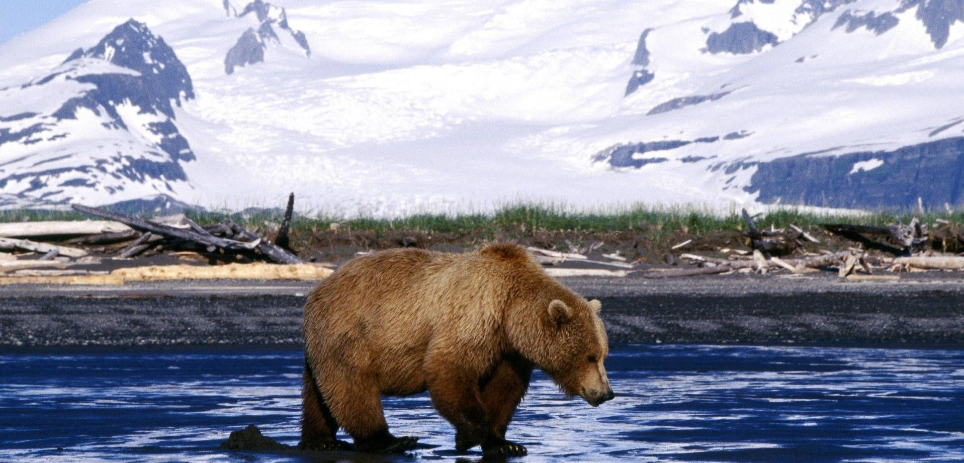 brown bear, snow-capped mountains, grassy shoreline, HD Desktop Wallpaper