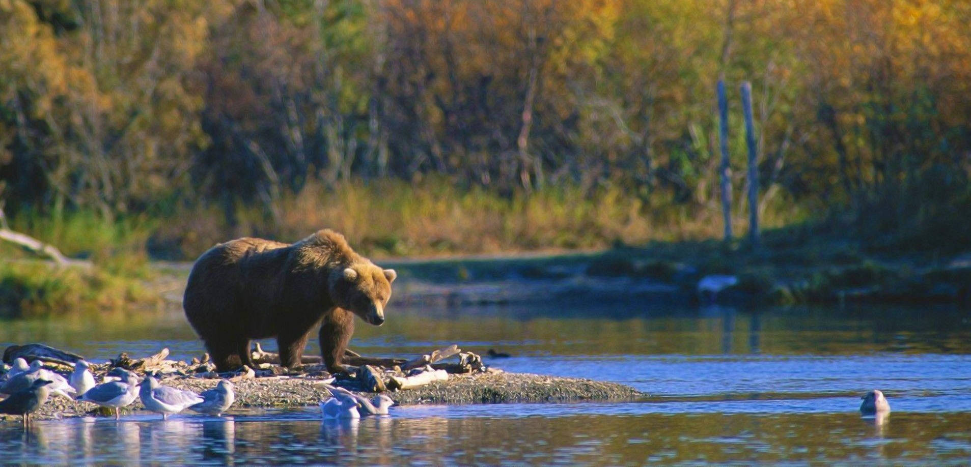 Brown Bear, riverside, forest, HD Desktop Wallpaper