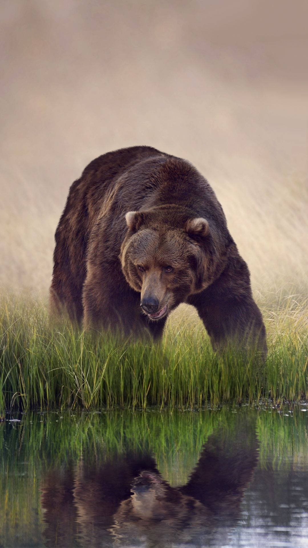 brown bear, lake, grass, Full HD Phone Wallpaper