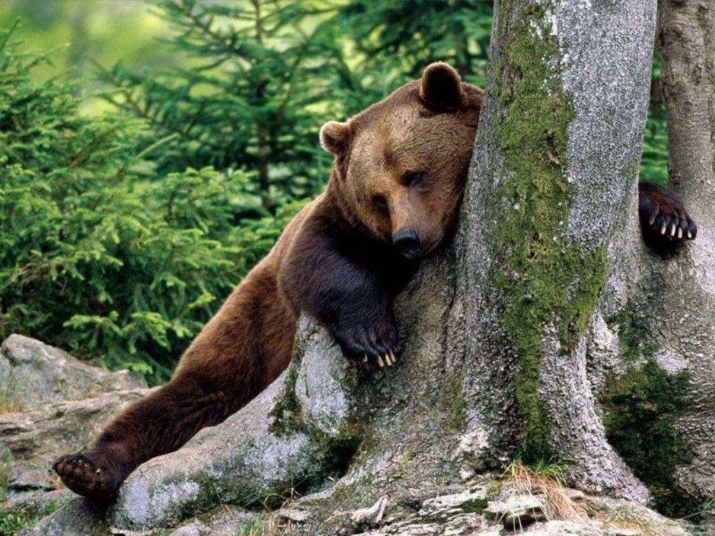 brown bear, mossy tree trunk, lush green forest, SD Desktop Wallpaper