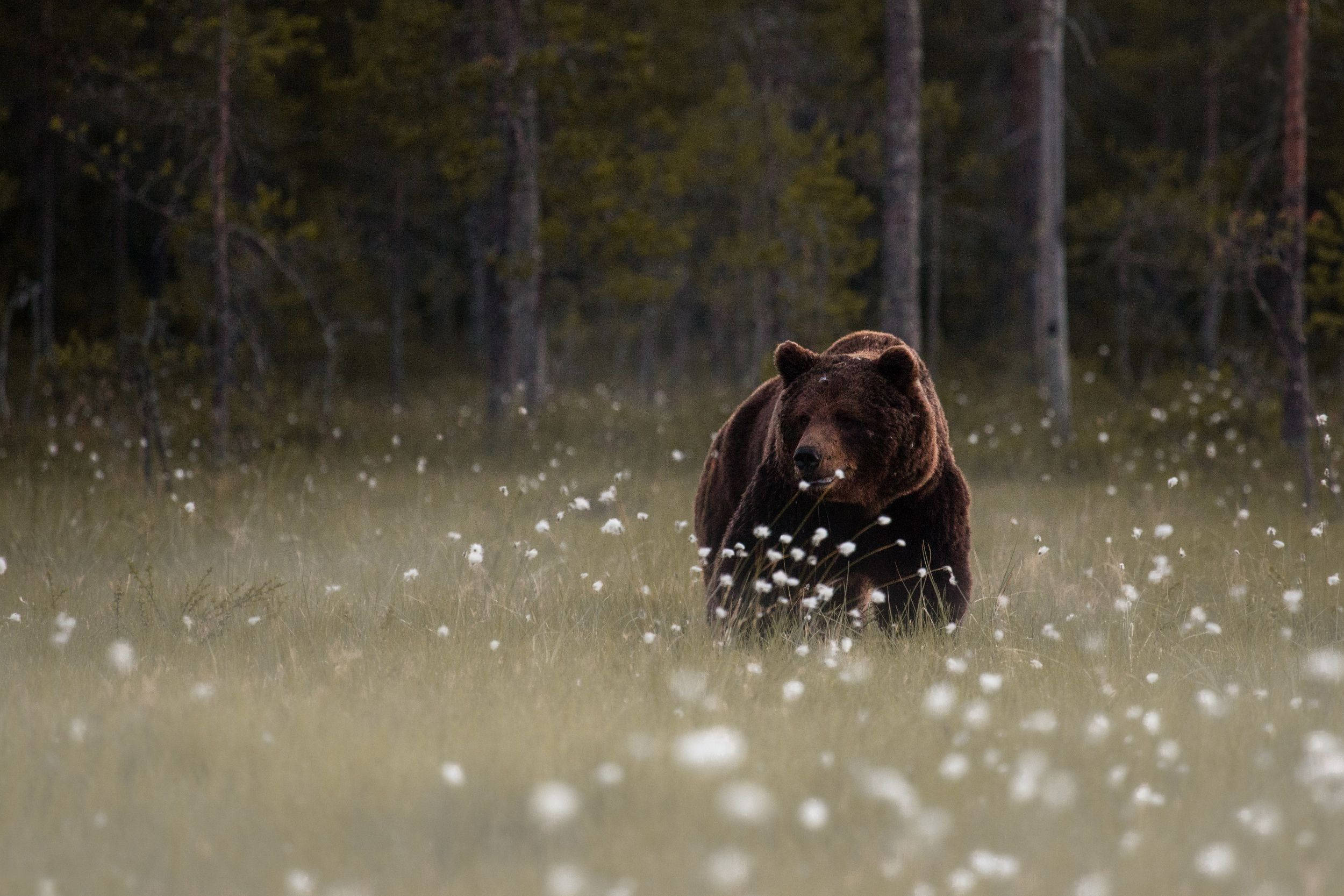 Brown Bear, misty meadow, white flowers, Full HD Desktop Wallpaper