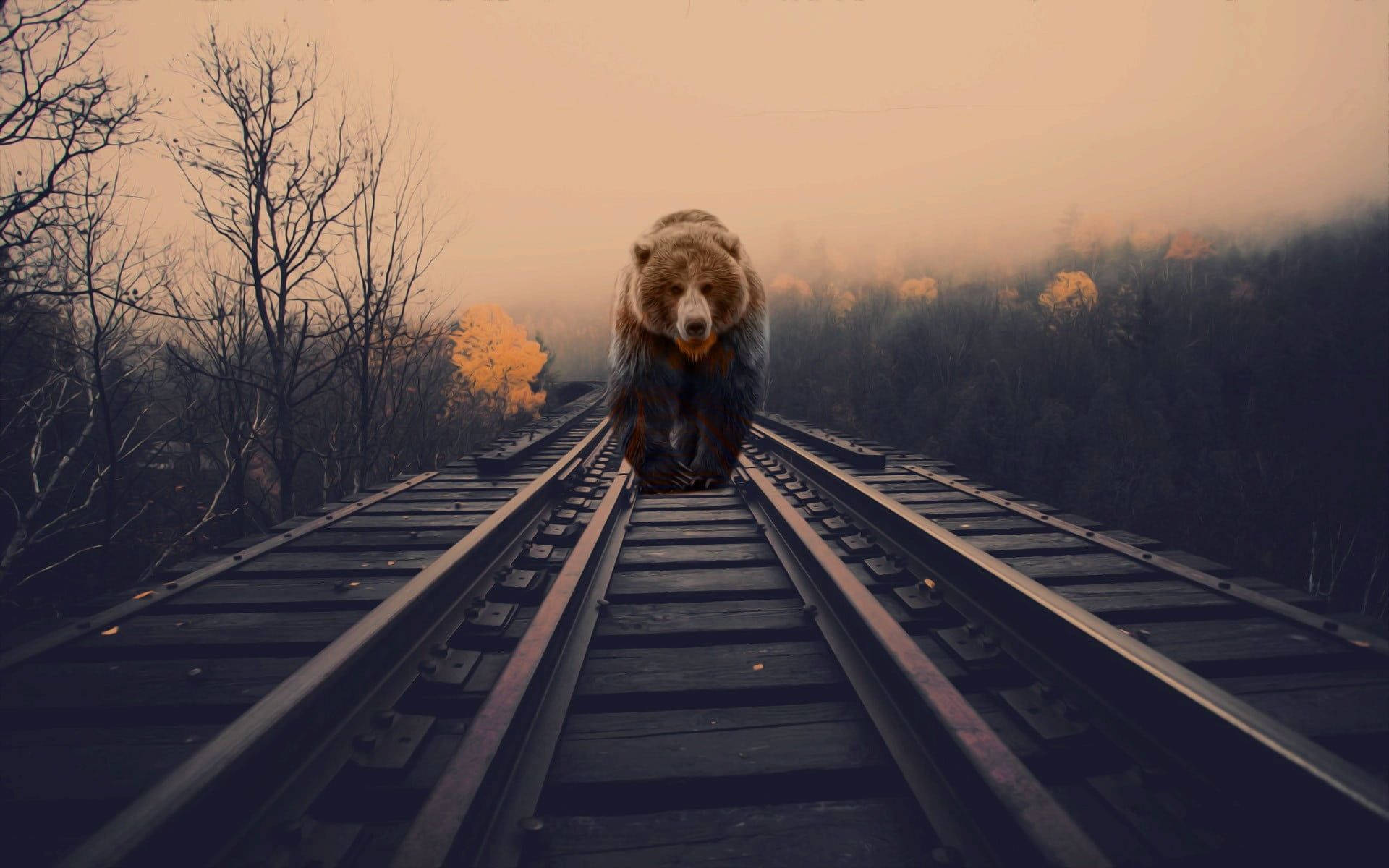 brown bear, train tracks, foggy railway track, Full HD Desktop Wallpaper