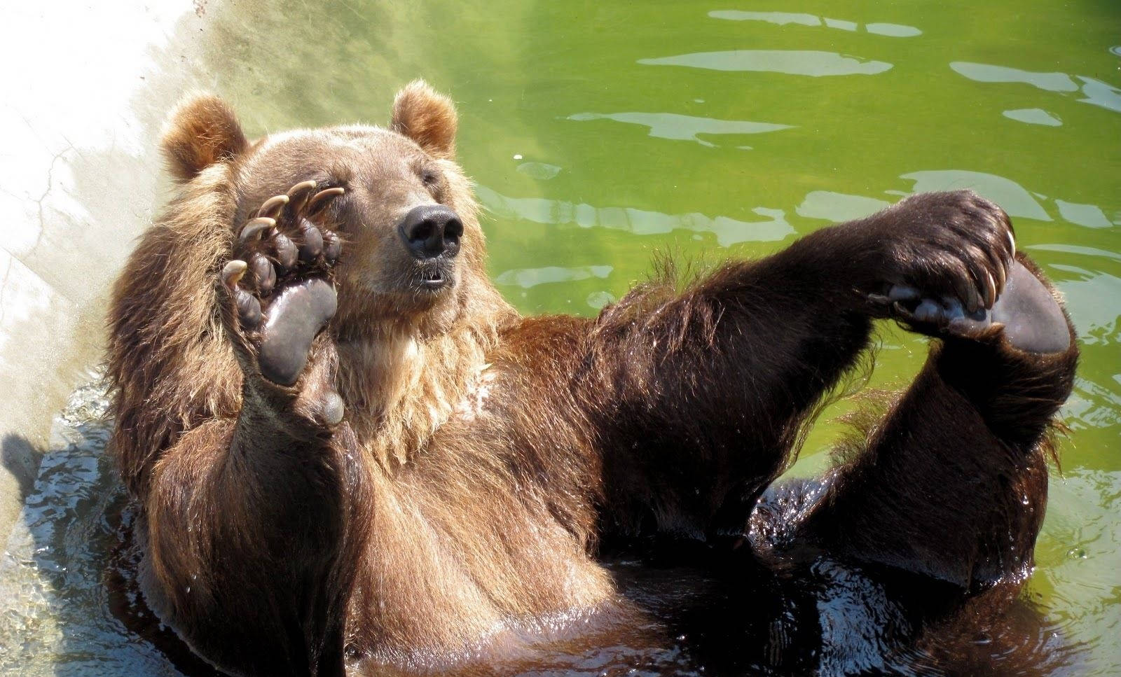 Brown Bear, green water, paws, HD Desktop Wallpaper
