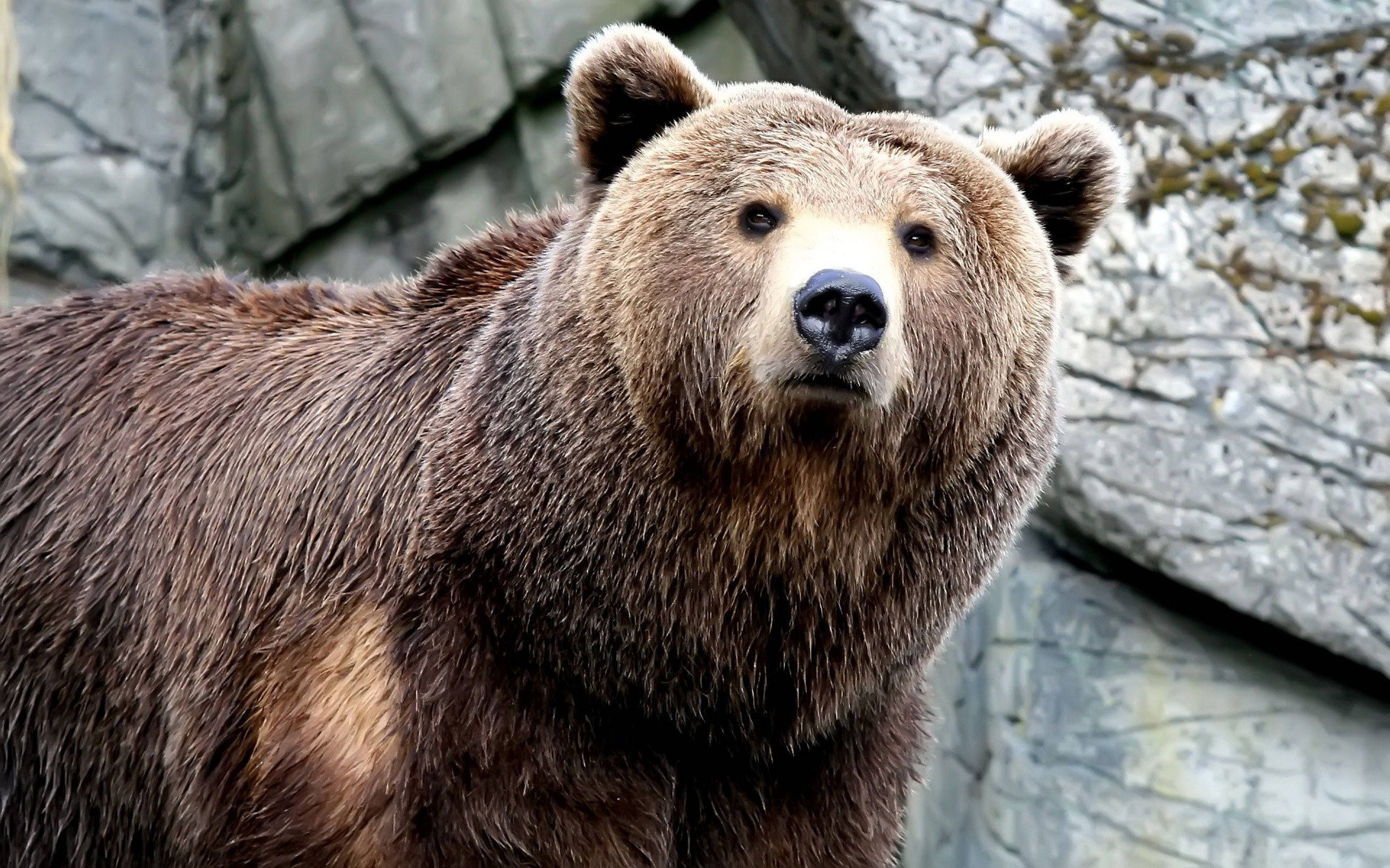 brown bear, thick fur, intense eyes, 2K Desktop Wallpaper