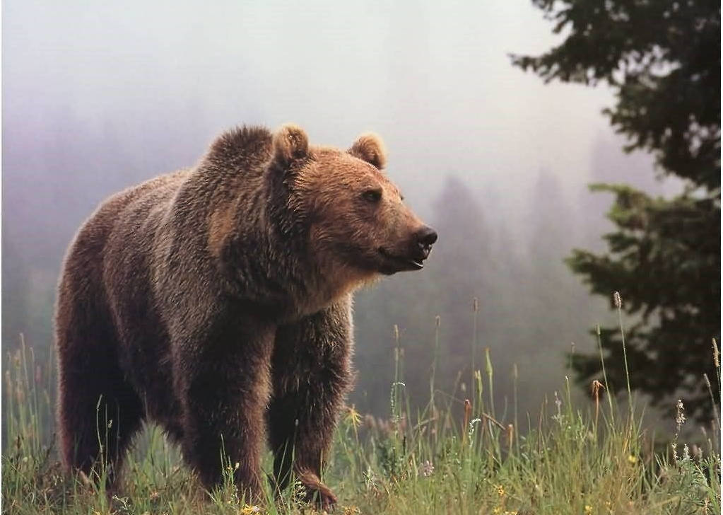 Brown Bear, misty forest clearing, tall grass, SD Desktop Wallpaper