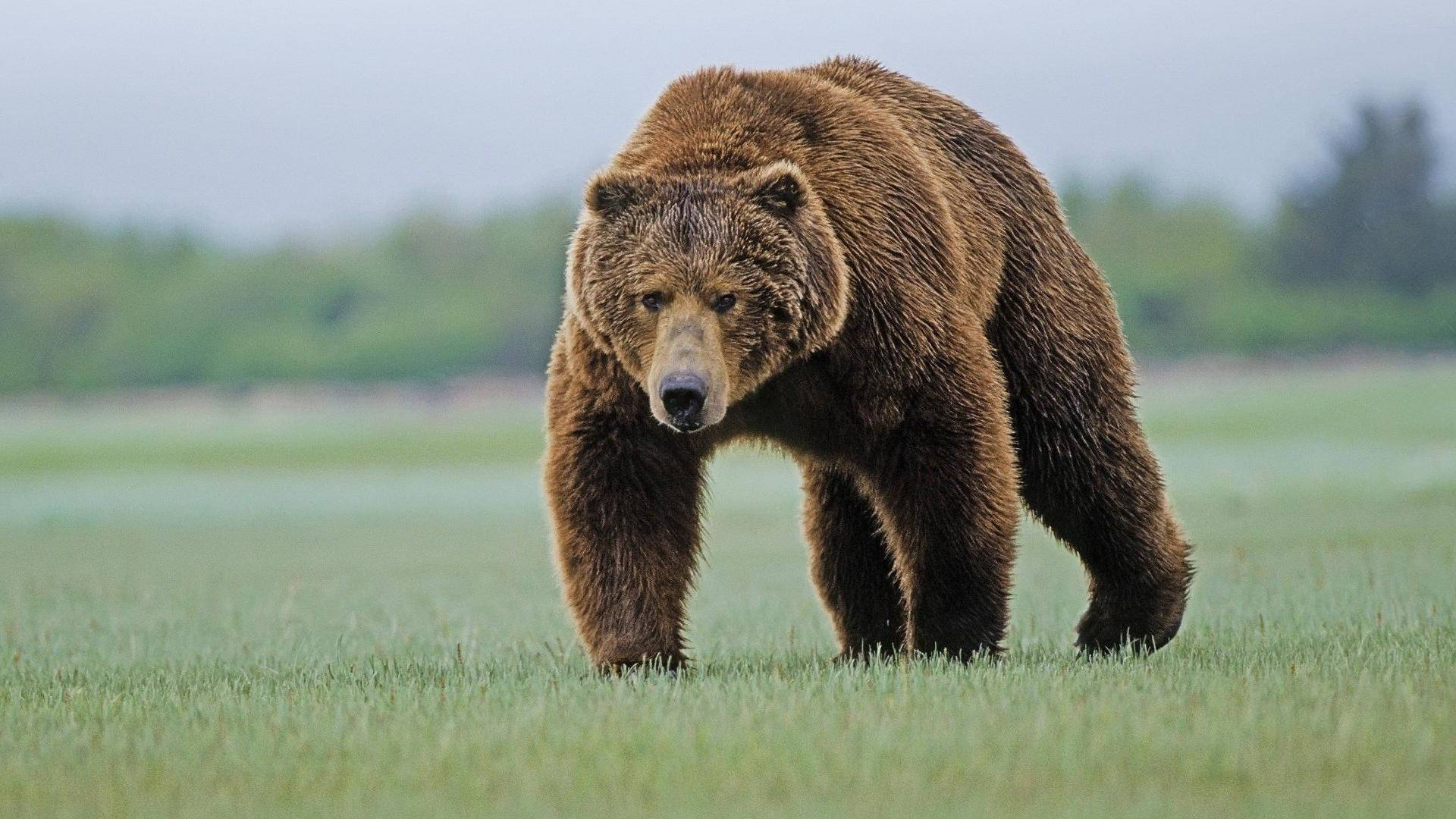 brown bear, lush green meadow, overcast sky, Full HD Desktop Wallpaper