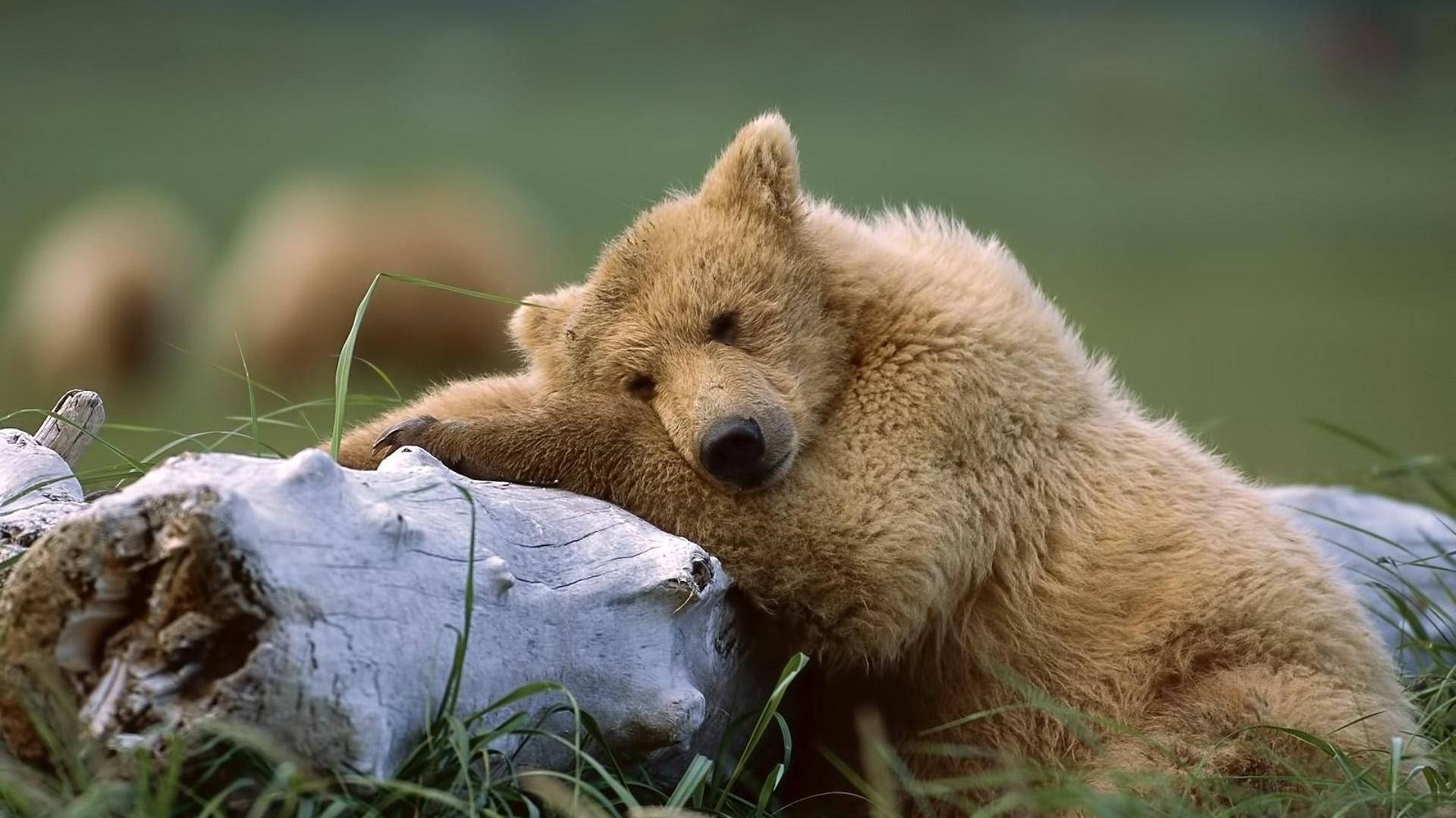 brown bear, white wood, weathered log, Full HD Desktop Wallpaper