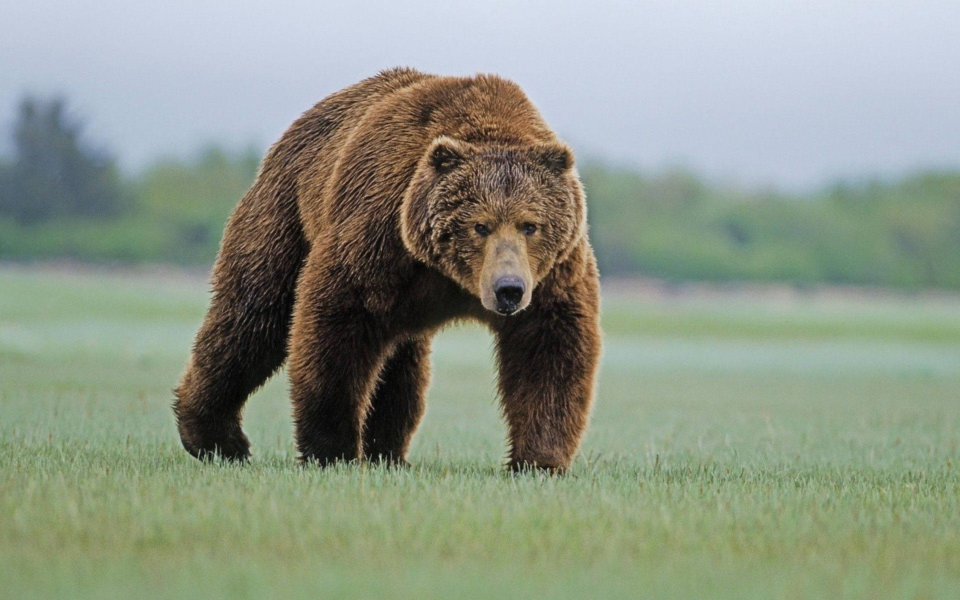 Brown Bear, lush green meadow, overcast sky, Full HD Desktop Wallpaper