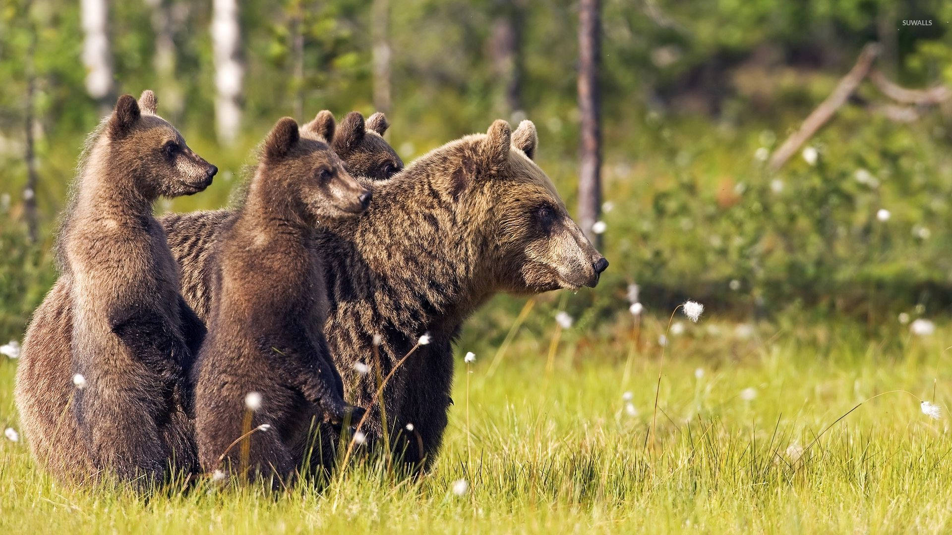 Brown Bear, cubs, sunlit meadow, Full HD Desktop Wallpaper