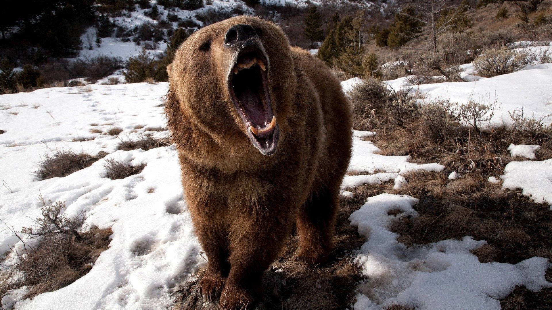Brown Bear, snow, snowy mountain landscape, Full HD Desktop Wallpaper