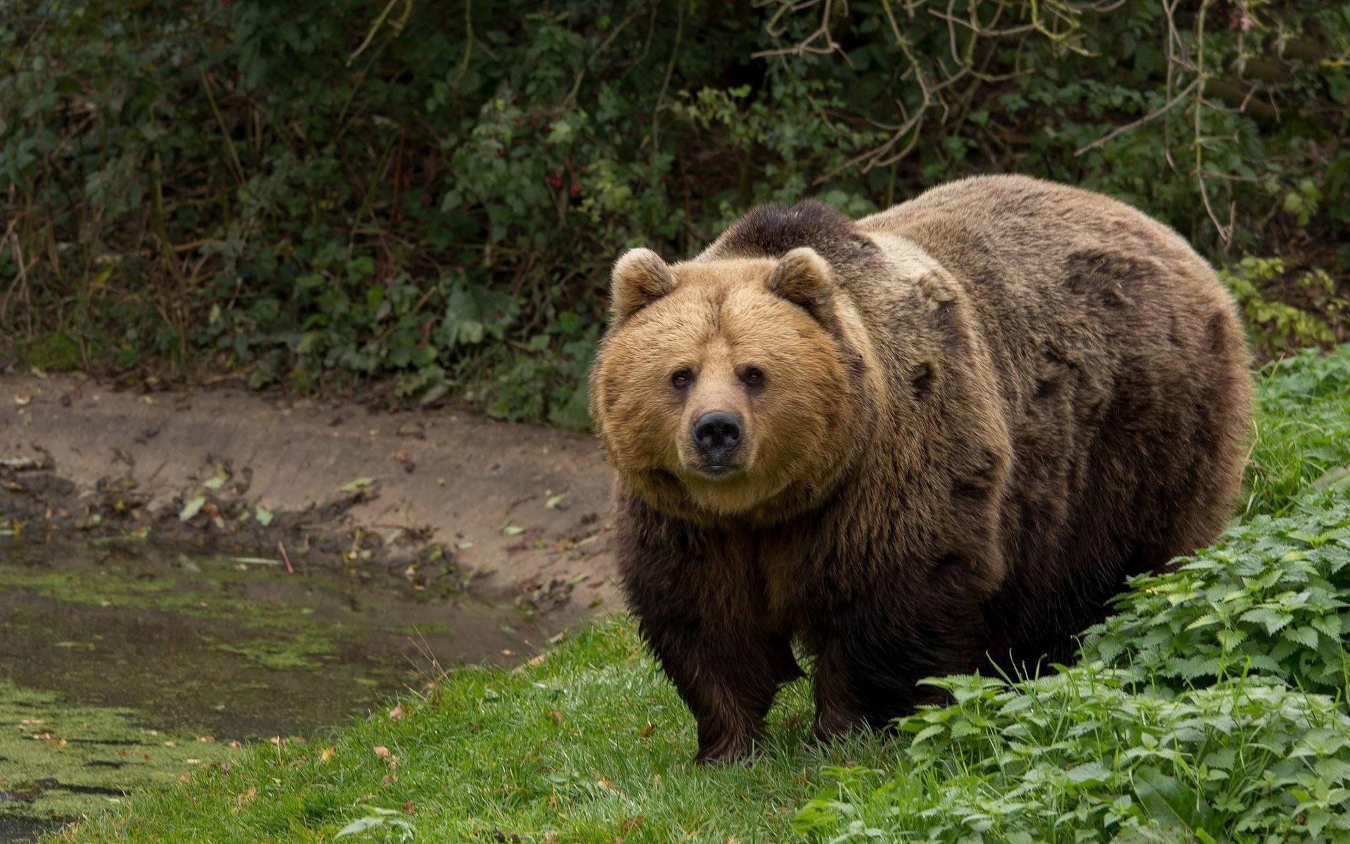 Brown Bear, grassy bank, mossy pond, Full HD Desktop Wallpaper
