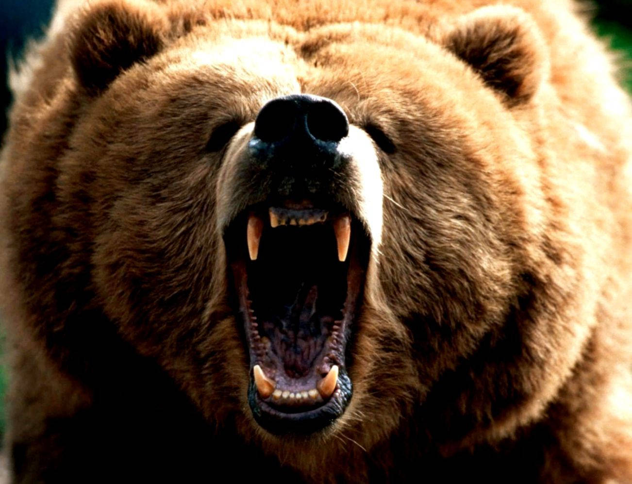 brown bear, roar, front view, HD Desktop Wallpaper