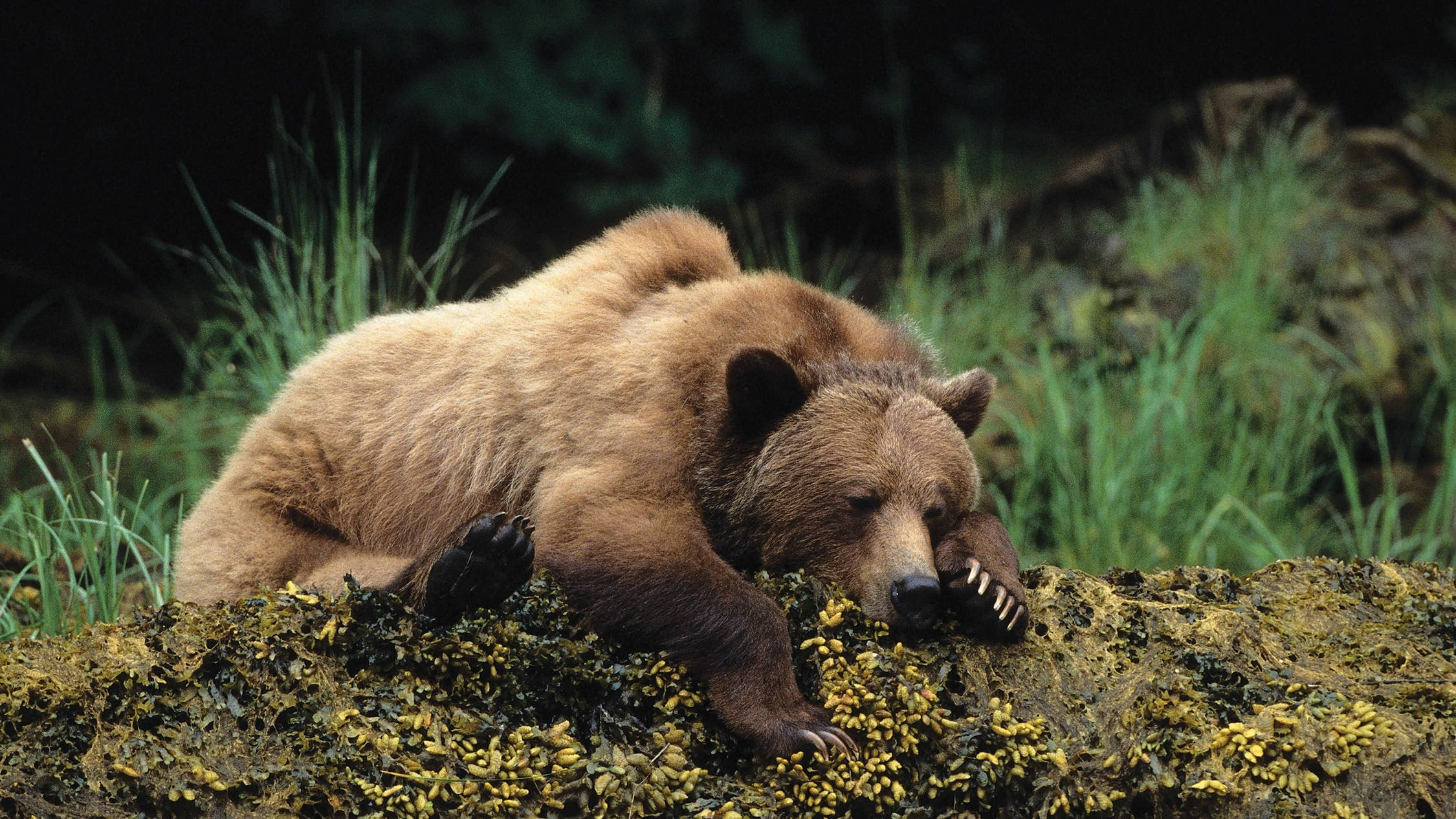 brown bear, mossy log, lush green grass, Full HD Desktop Wallpaper