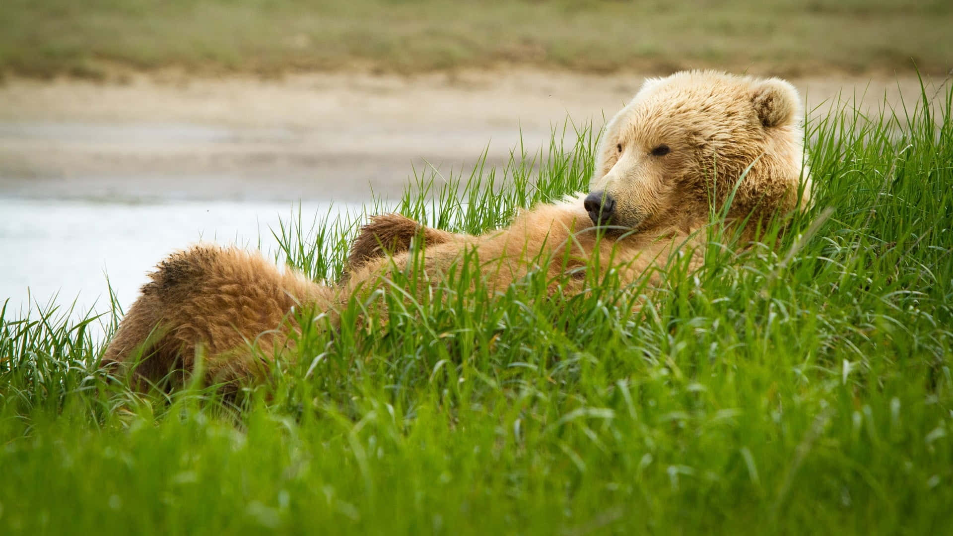 Brown Bear, green grass, calm river, Full HD Desktop Wallpaper