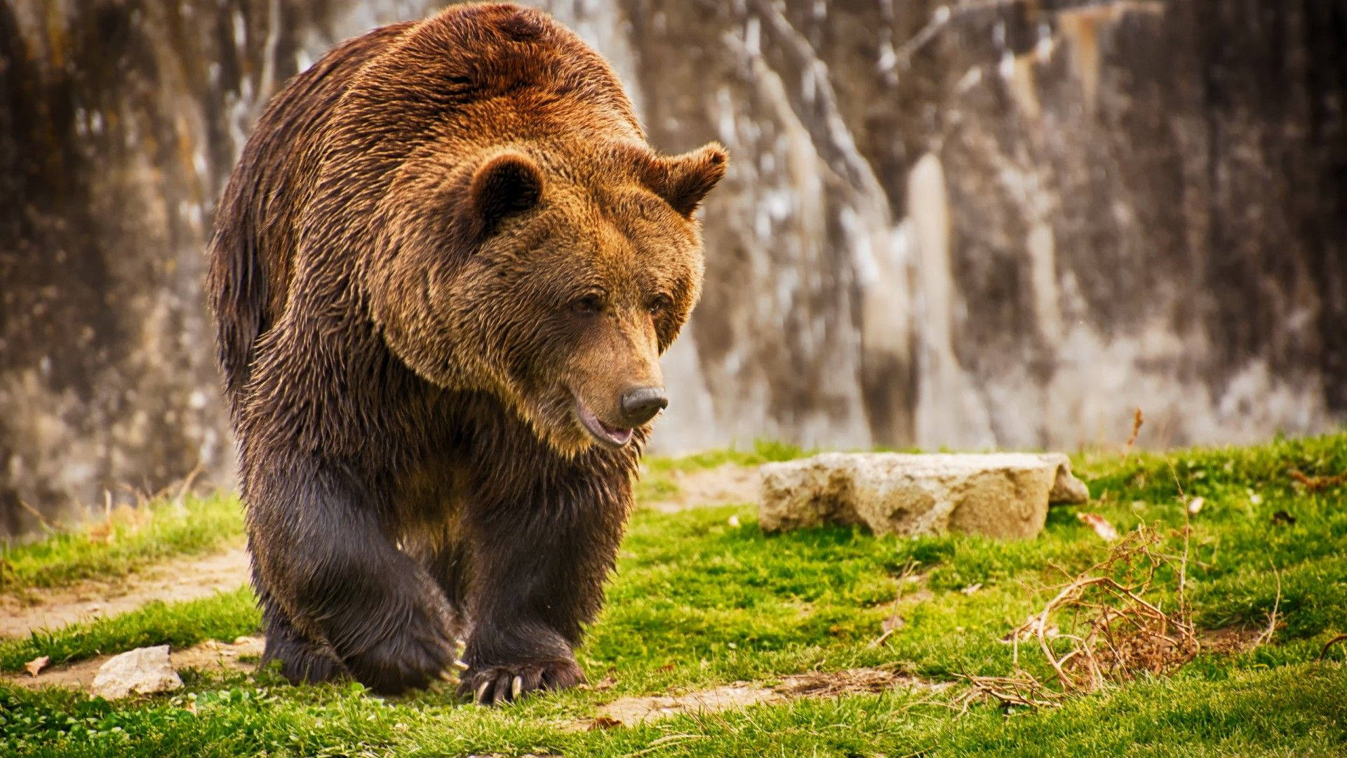 Brown Bear, vibrant green grass, misty waterfall, Full HD Desktop Wallpaper