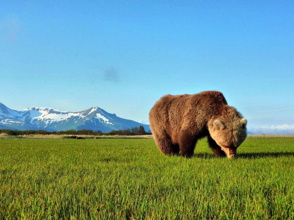 brown bear, vibrant green meadow, snow-capped mountains, SD Desktop Wallpaper