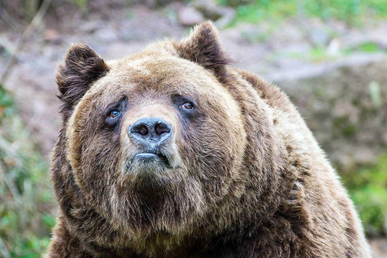 Brown Bear, intense eyes, thick fur, HD Desktop Wallpaper