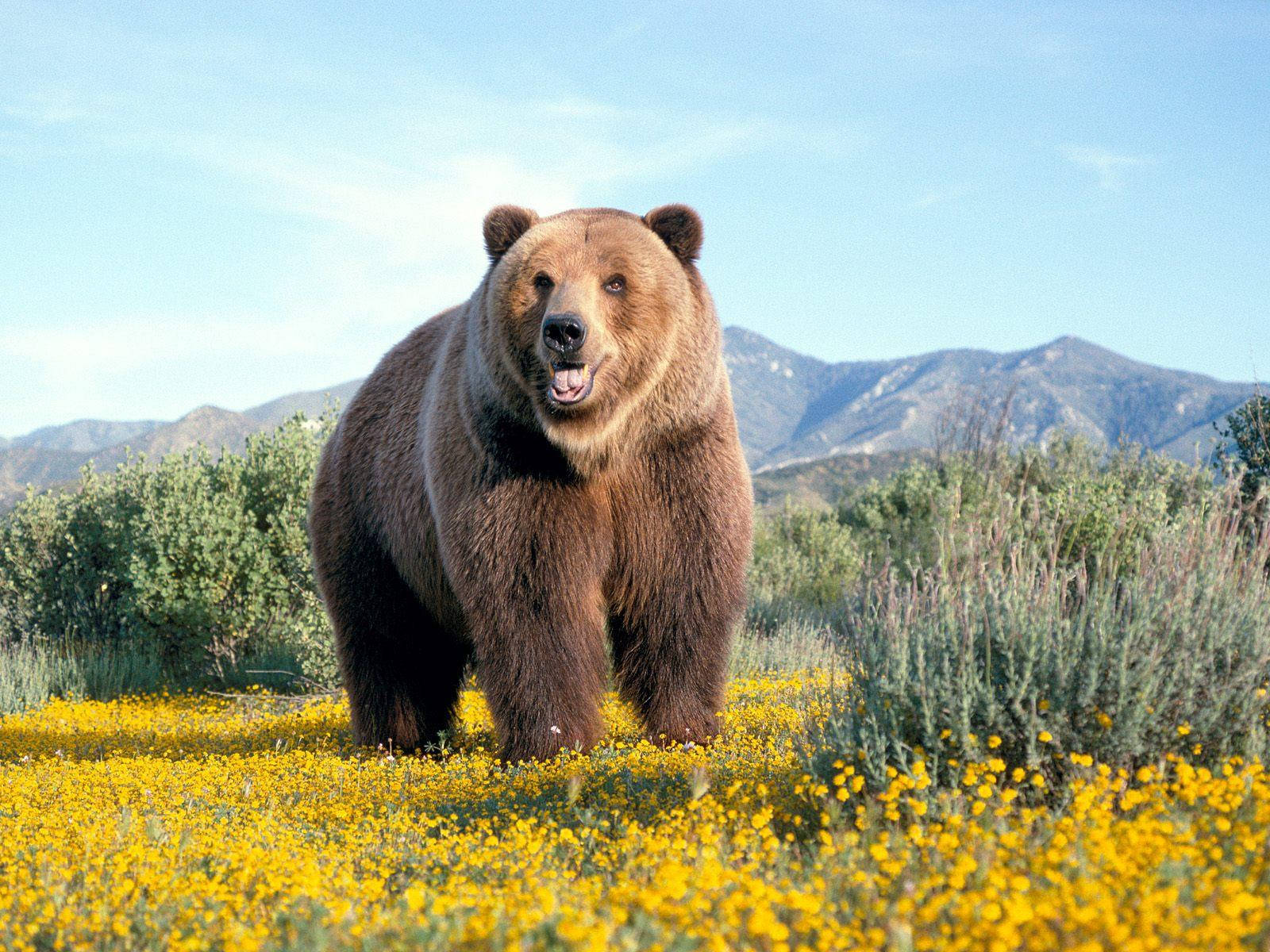 brown bear, yellow wildflowers, field, HD Desktop Wallpaper