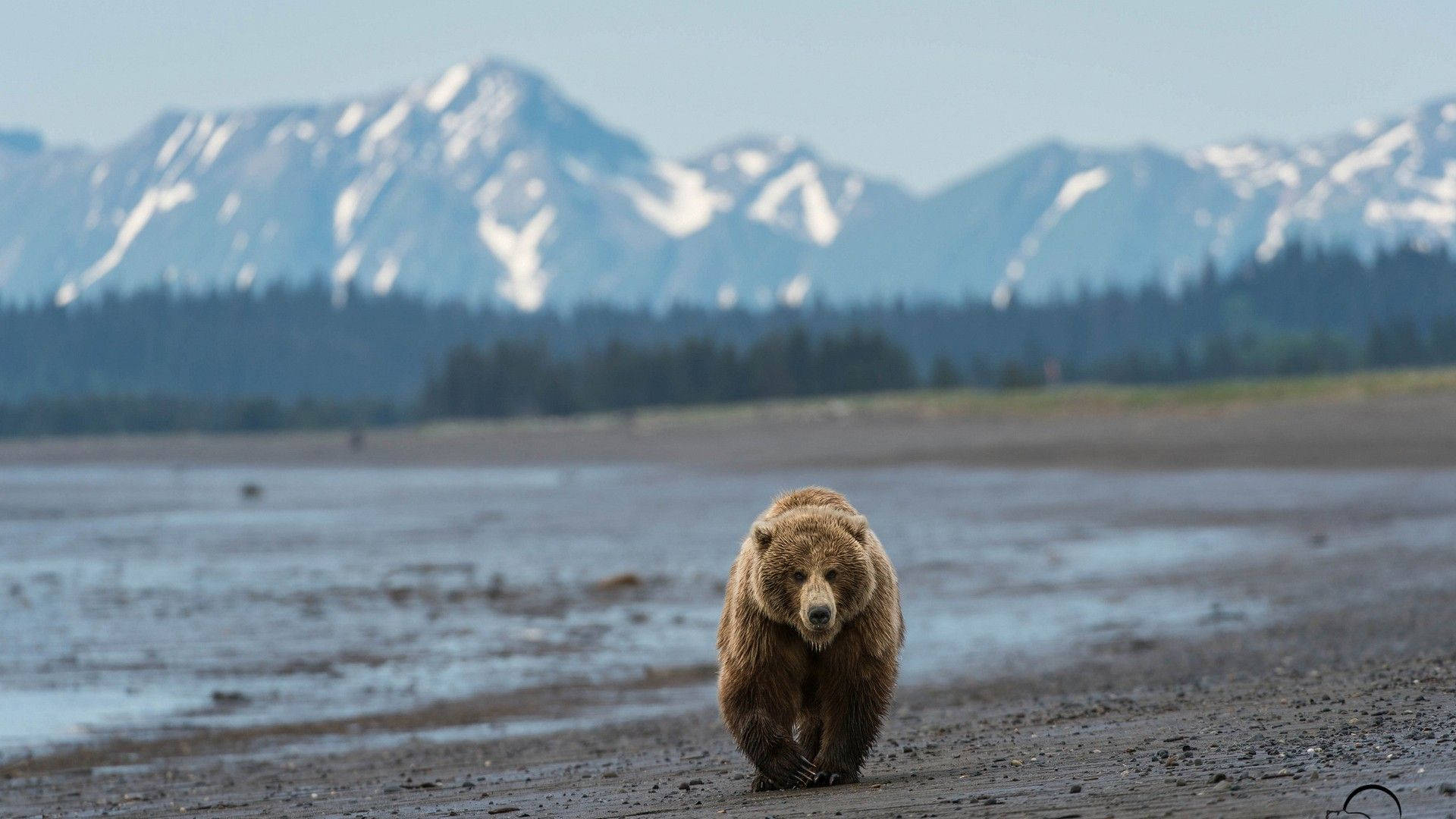 brown bear, mud, mountain view, Full HD Desktop Wallpaper