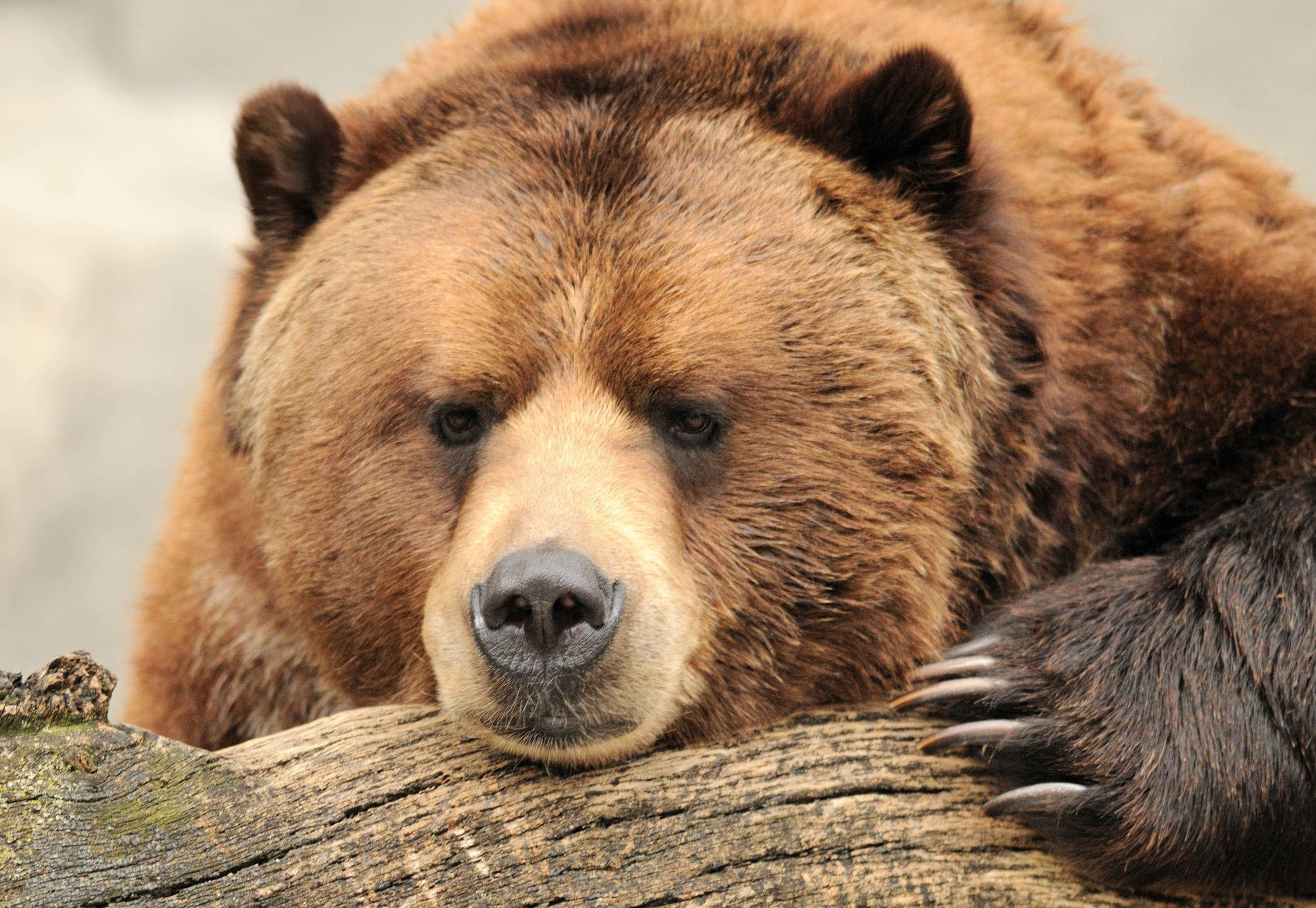 brown bear, mossy wood, weathered log, Full HD Desktop Wallpaper