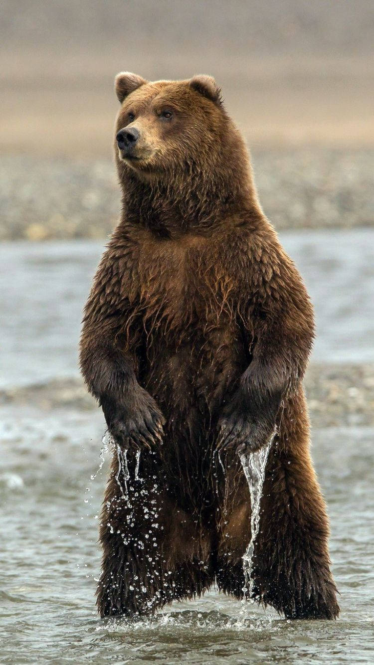 brown bear, river, shallow water, HD Phone Wallpaper