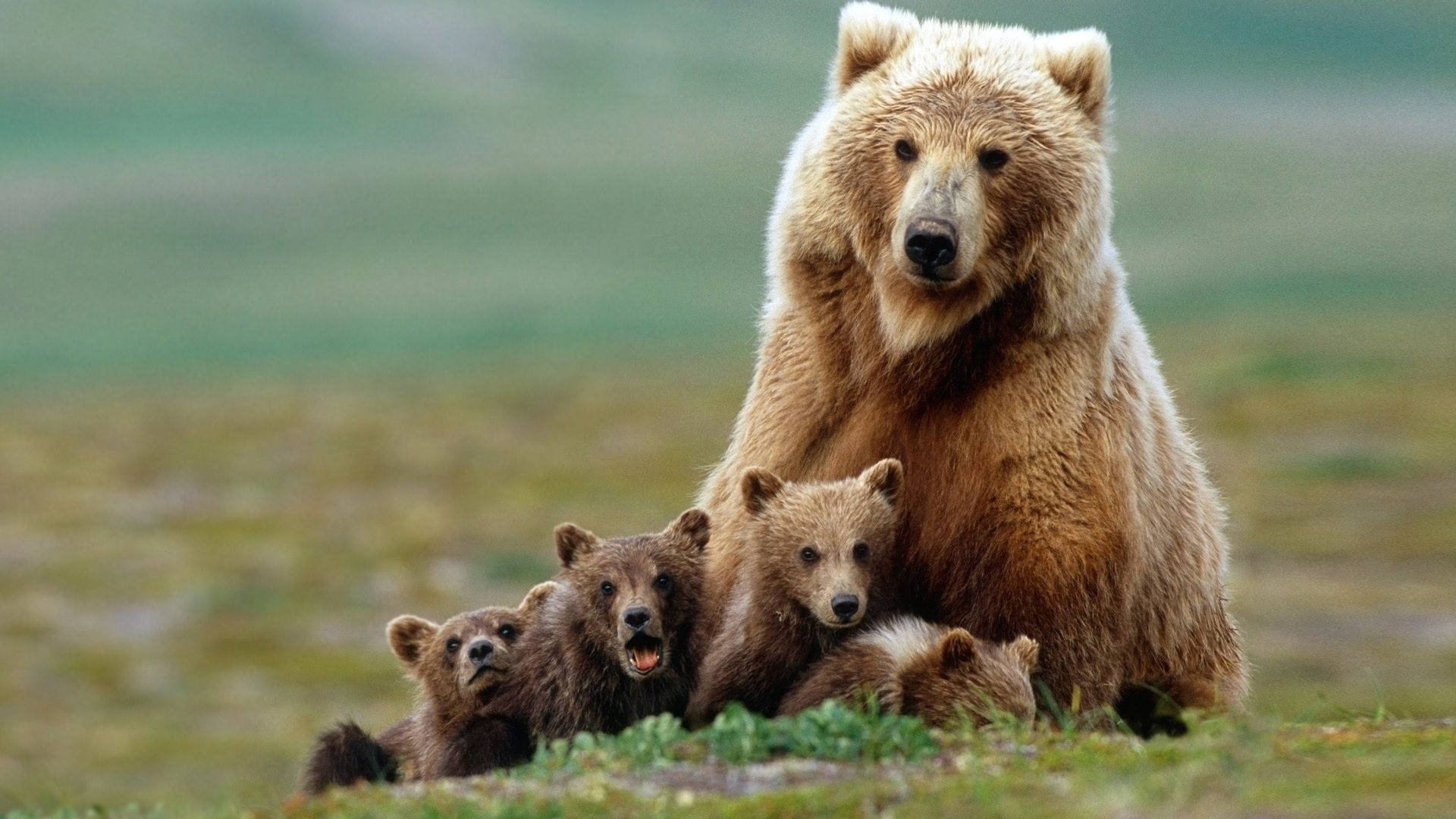 Brown Bear, cubs, green grass, Full HD Desktop Wallpaper