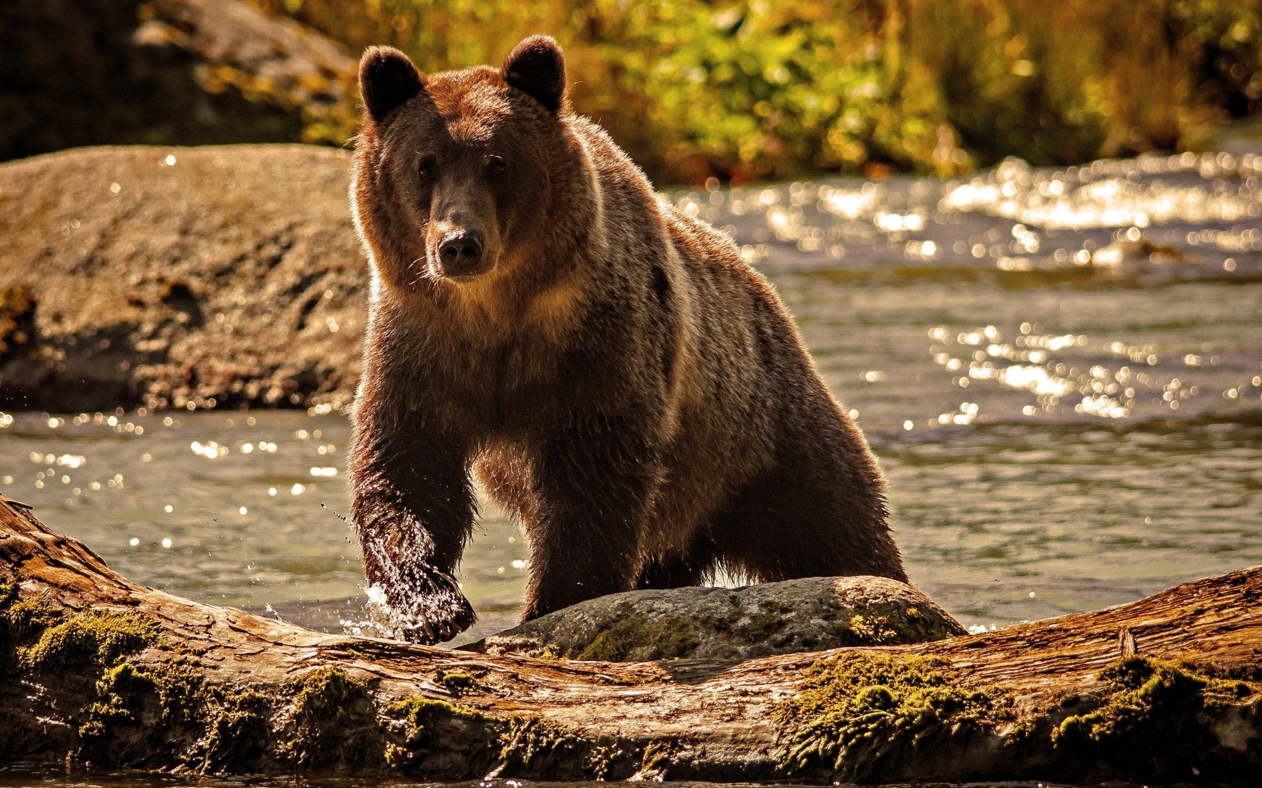 Brown Bear, mossy log, sunlit river, 2K Desktop Wallpaper