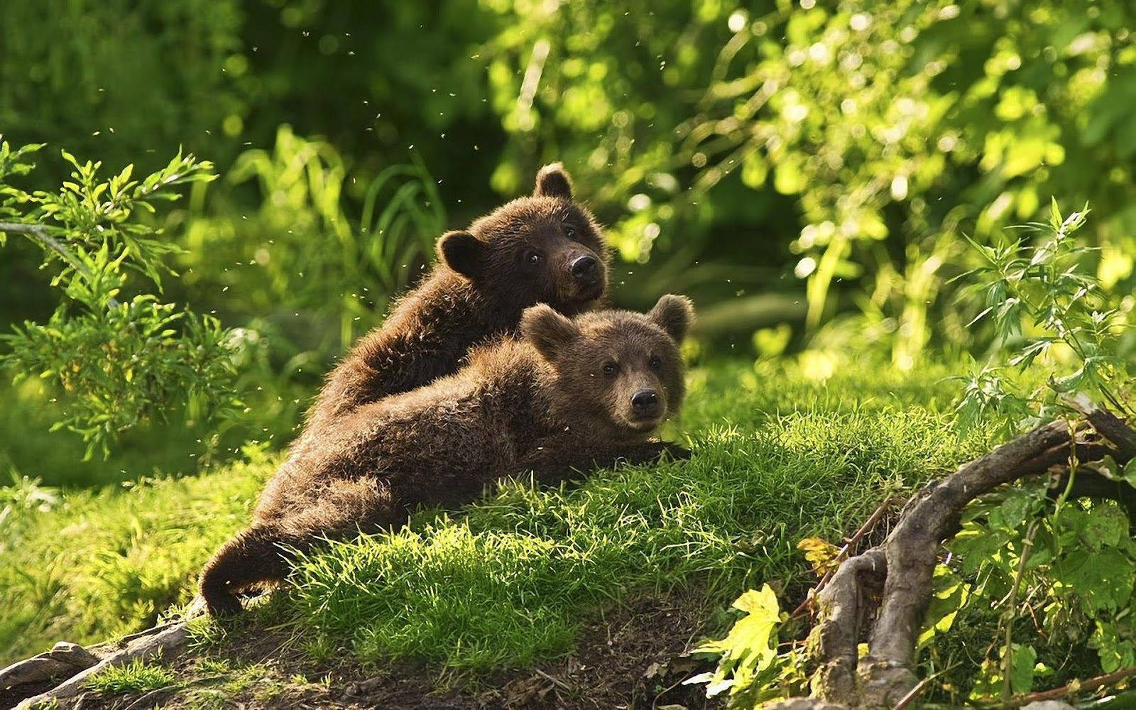 brown bear cubs, sunlit green grass, lush foliage, HD Desktop Wallpaper