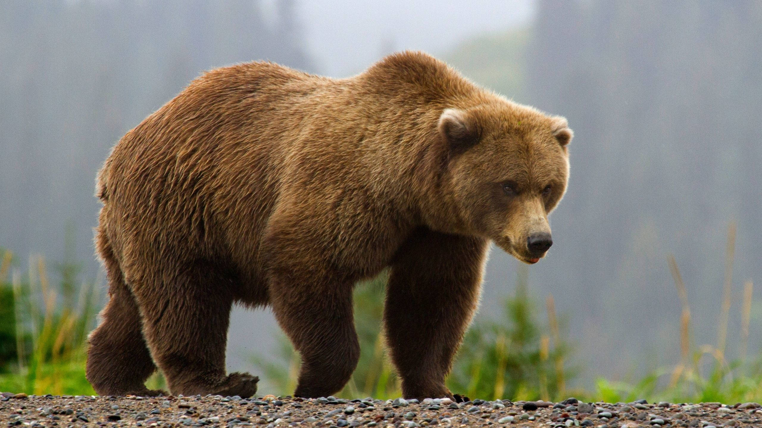 Brown Bear, gravel path, misty forest, 2K Desktop Wallpaper
