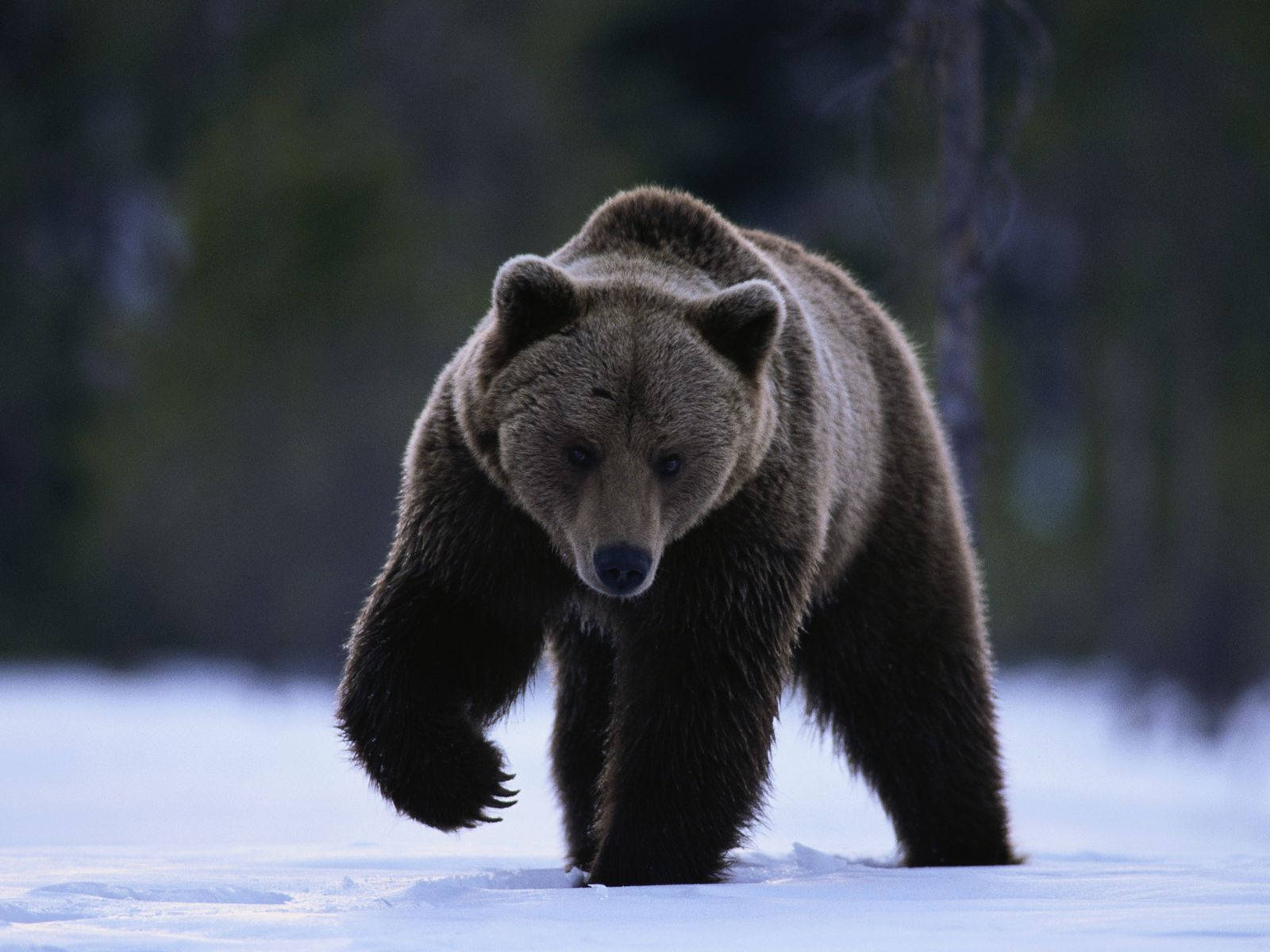 brown bear, snow, winter forest, HD Desktop Wallpaper