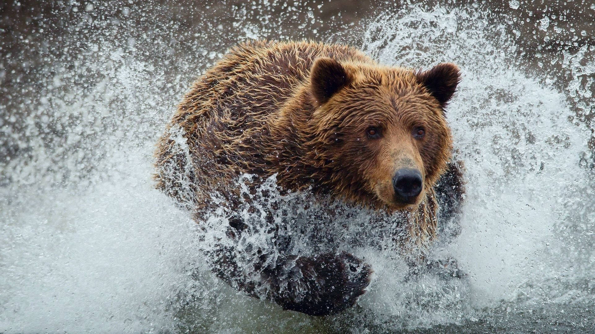 Brown Bear, water splash, rushing water, Full HD Desktop Wallpaper
