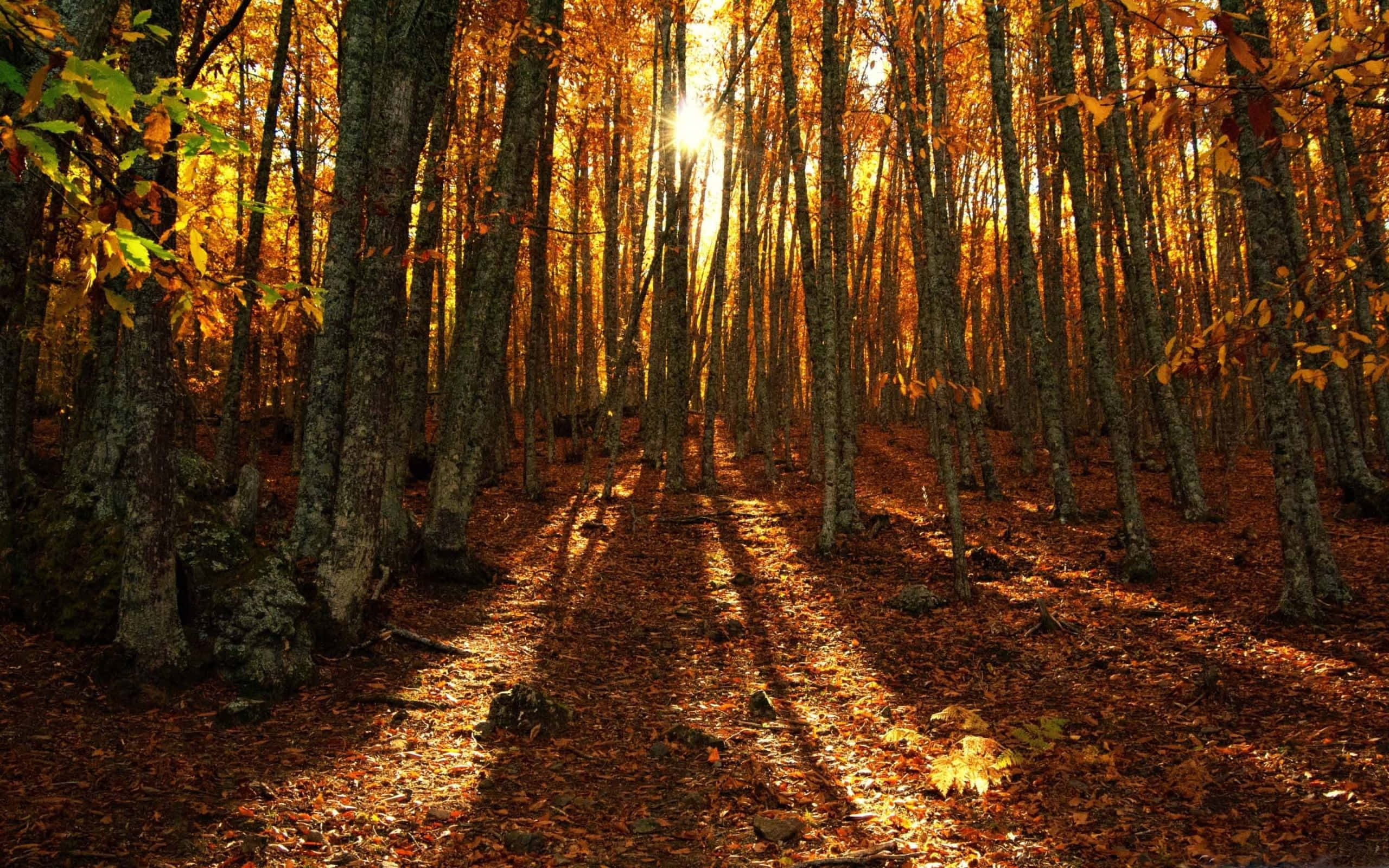 Brown Caramel, golden sunlight, tall trees, 2K Desktop Wallpaper