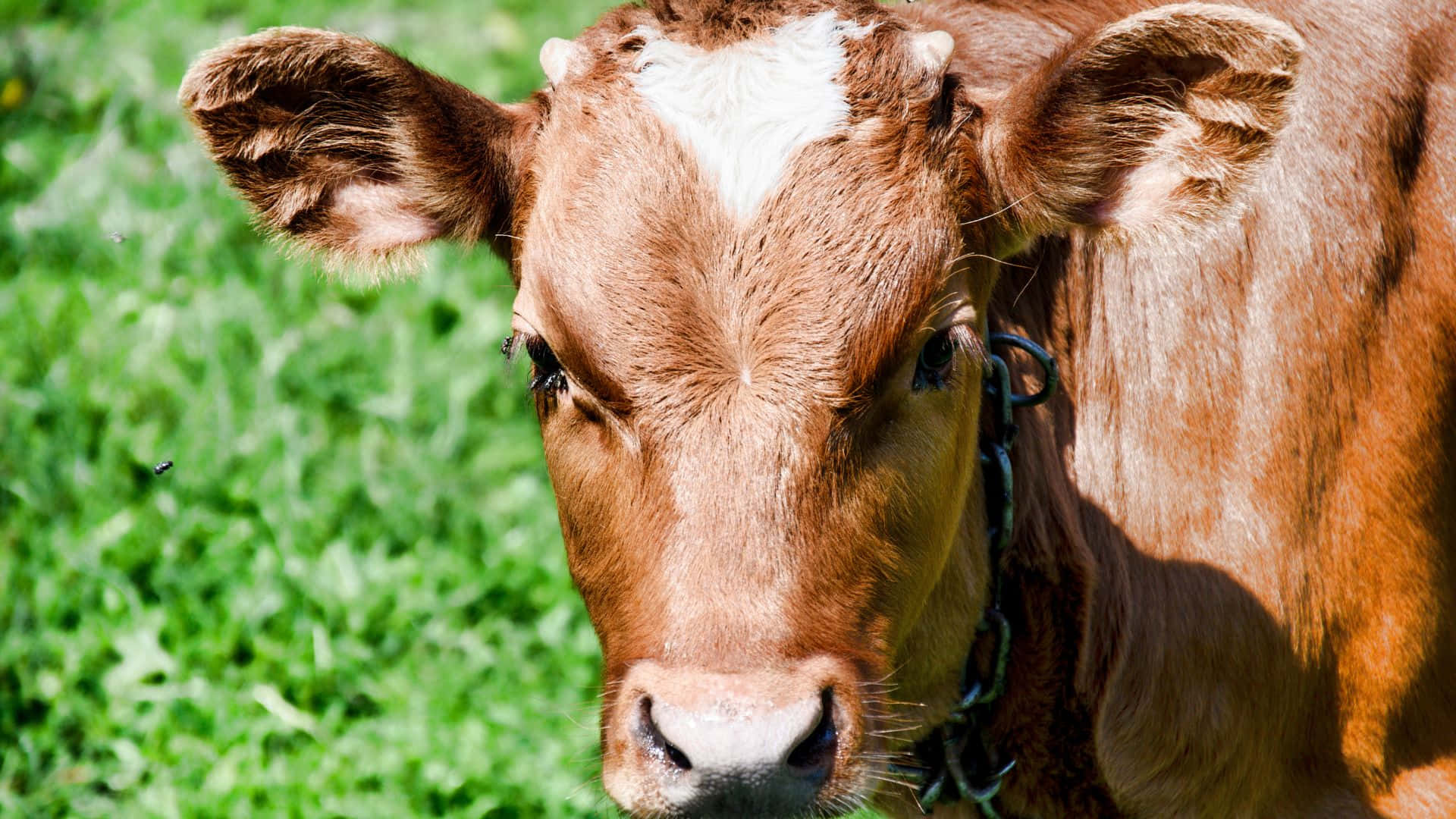 brown calf, white forehead, vibrant green grassy field, Full HD Desktop Wallpaper