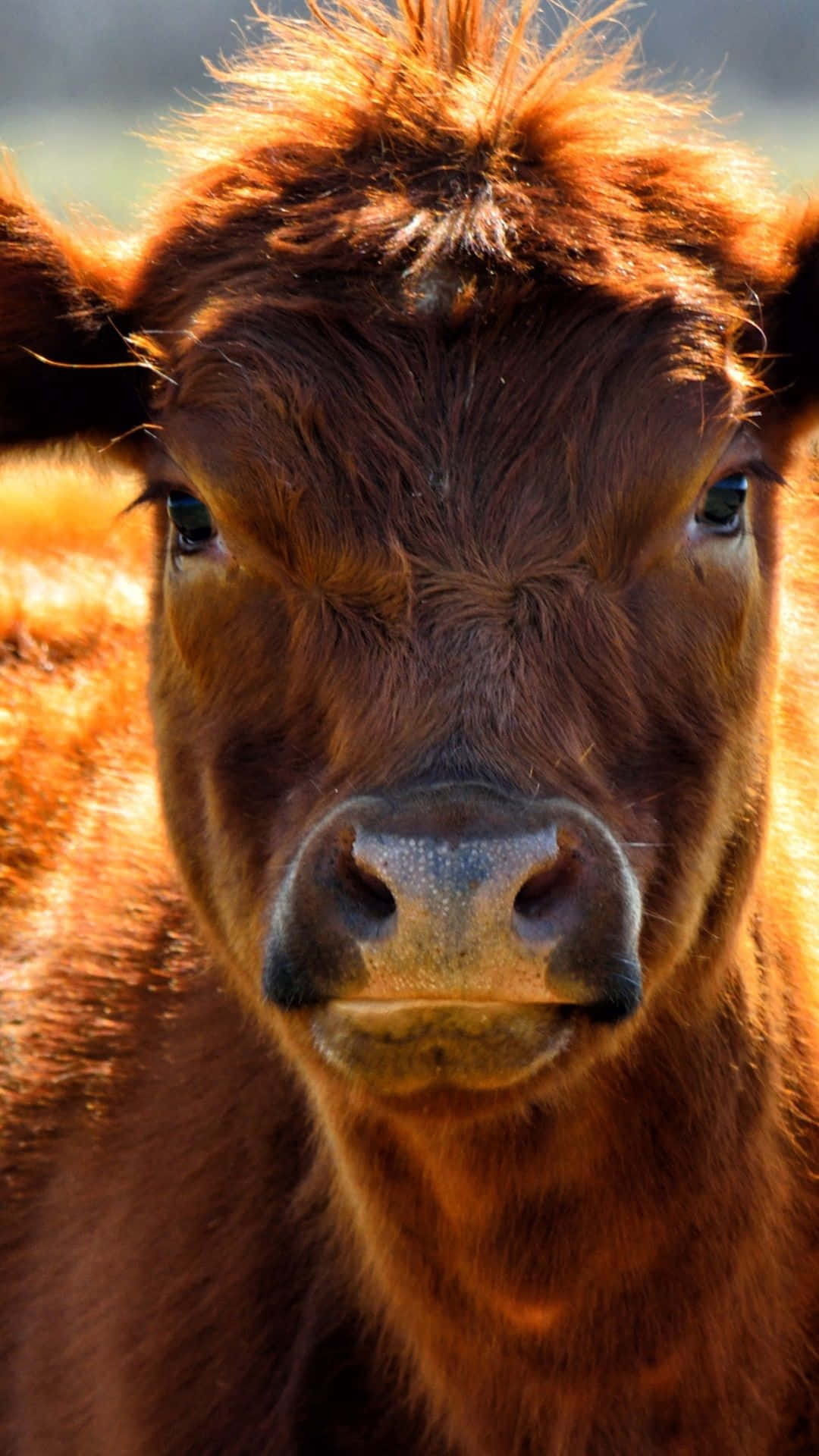 brown cow, lush green field, soft sunlight, Full HD Phone Wallpaper