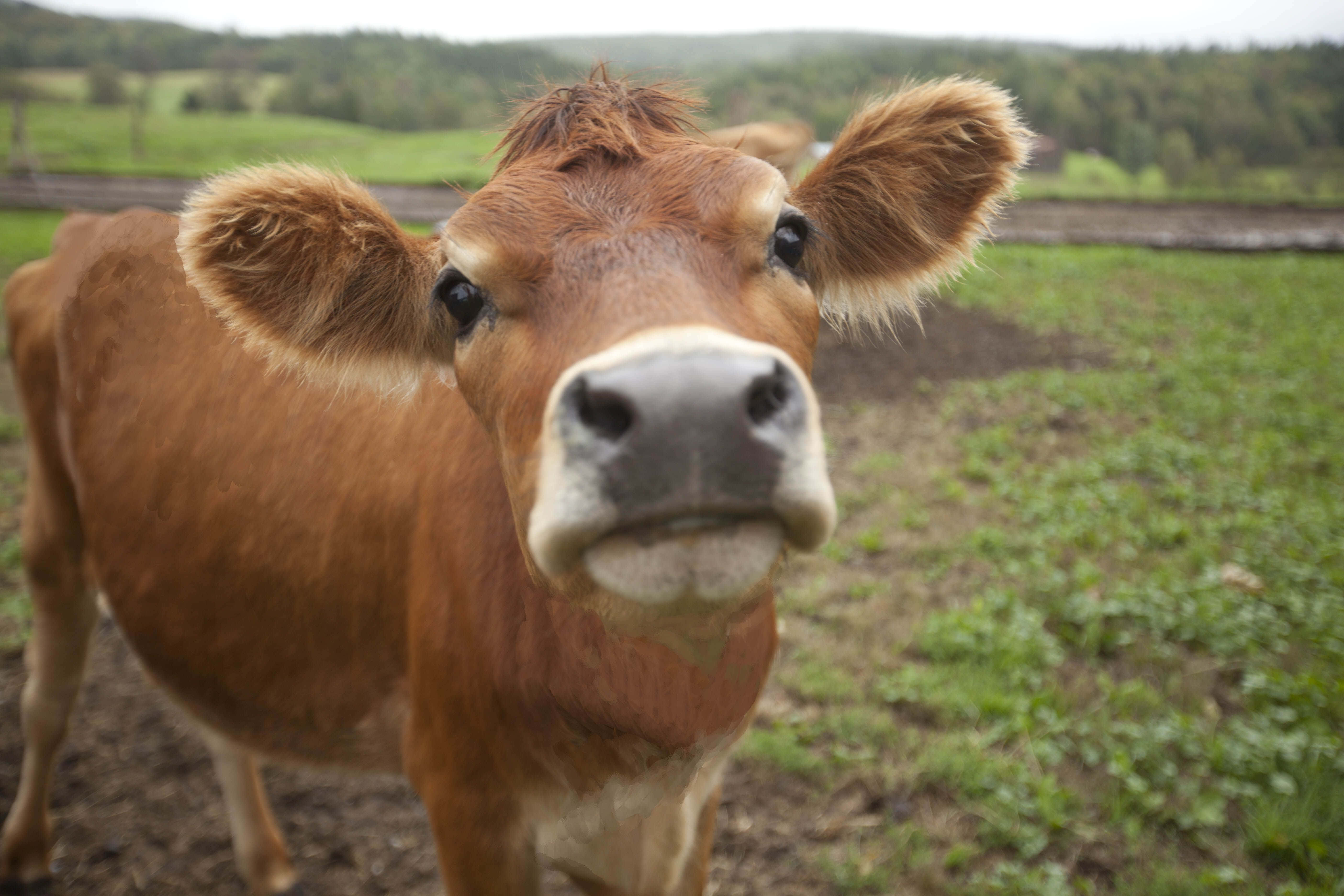Brown Cow, lush green pasture, rolling hills, 5K Desktop Wallpaper