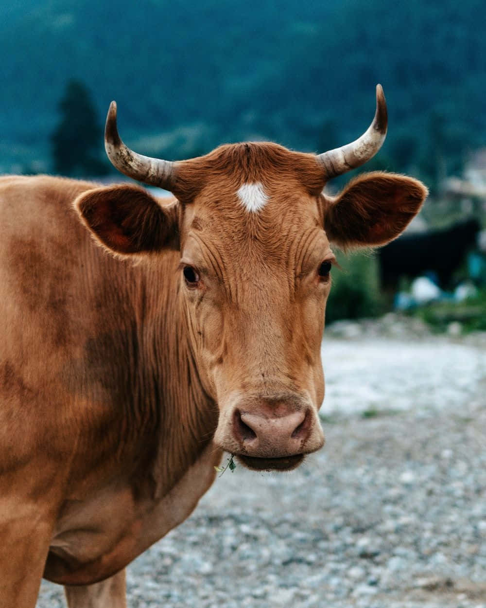 Brown Cow, curved horns, white forehead marking, SD Phone Wallpaper