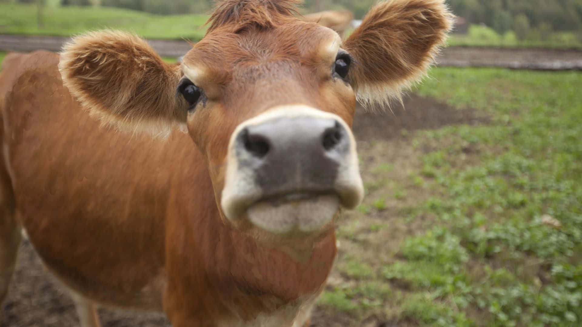 Brown Cow, 1920 x 1080, grassy field, Full HD Desktop Wallpaper