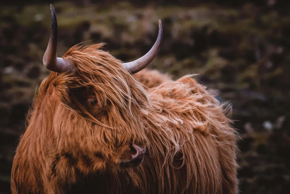 Brown Cow
