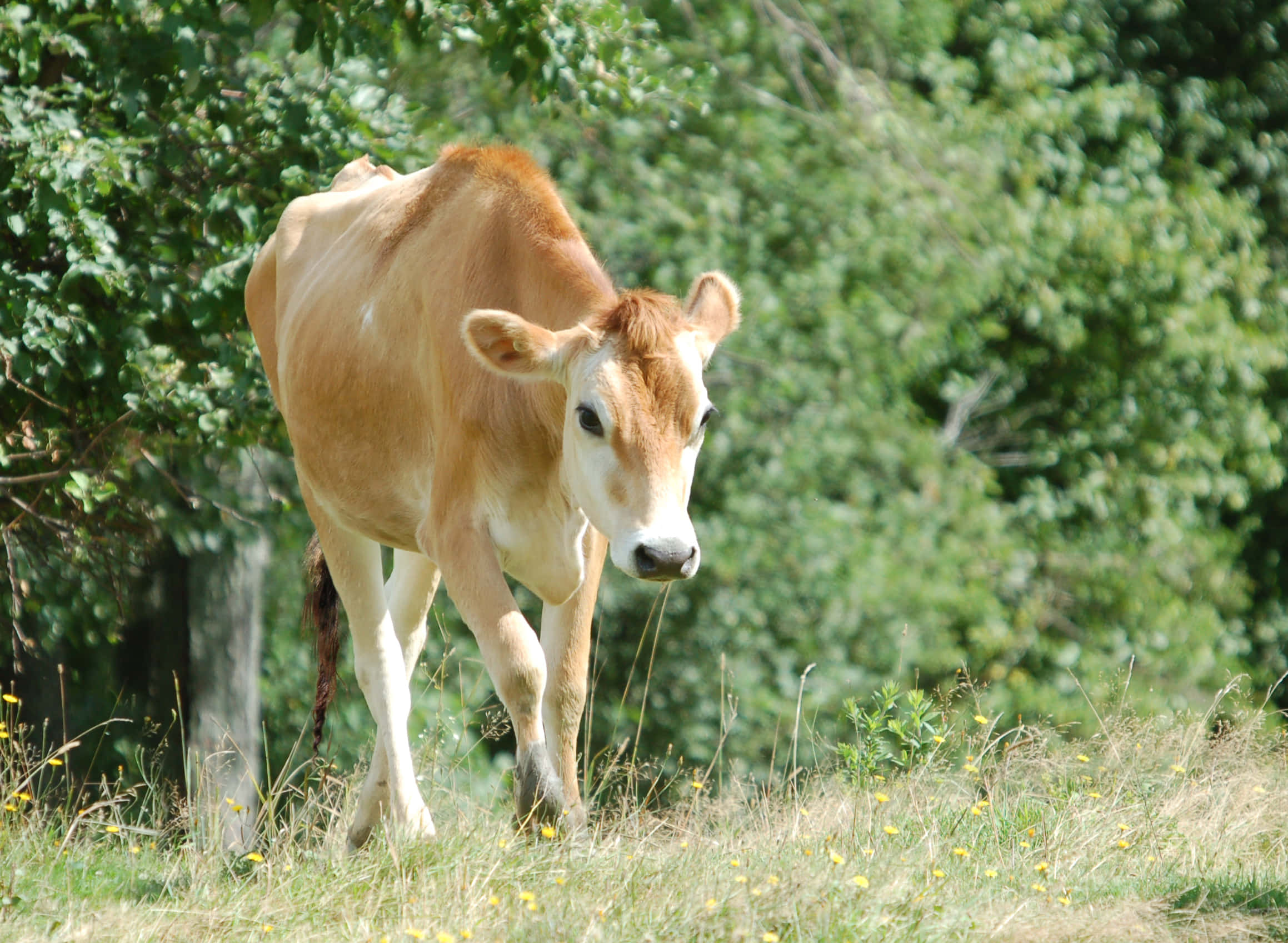 Brown Cow, countryside, sunlit grass, Full HD Desktop Wallpaper