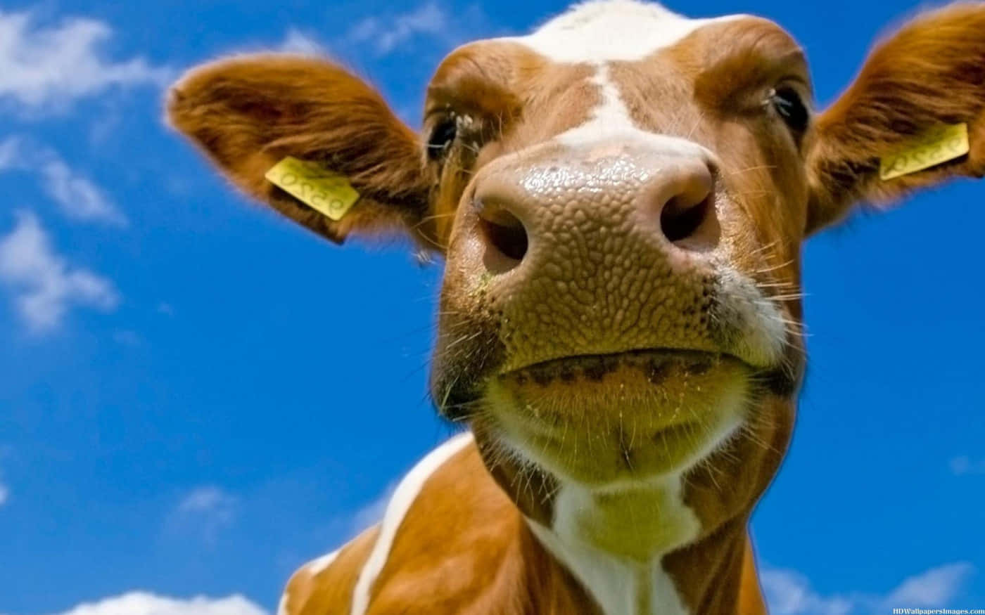 brown cow, brown and white cow, yellow ear tags, HD Desktop Wallpaper
