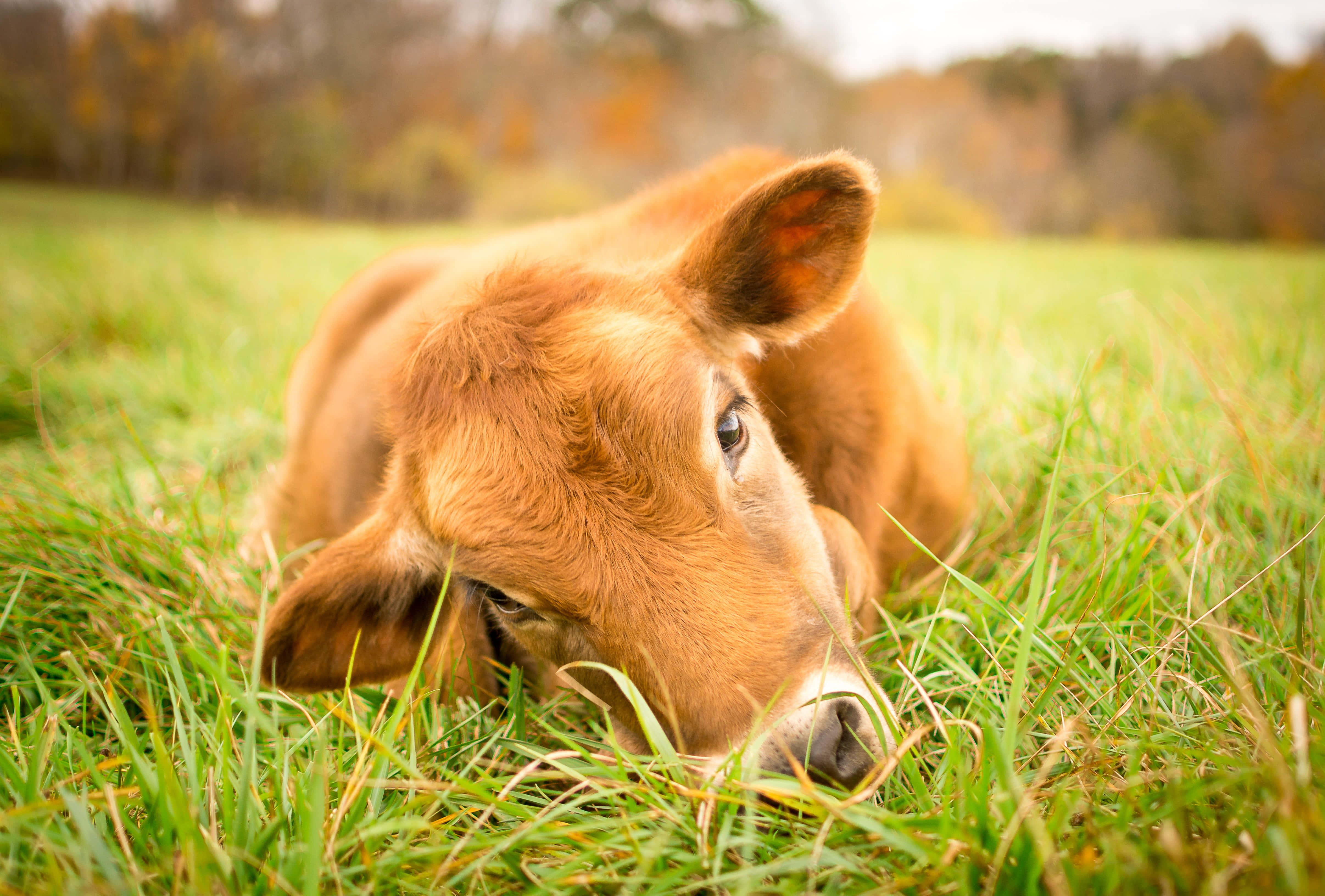 brown cow, young brown calf, lush green field, 4K Desktop Wallpaper