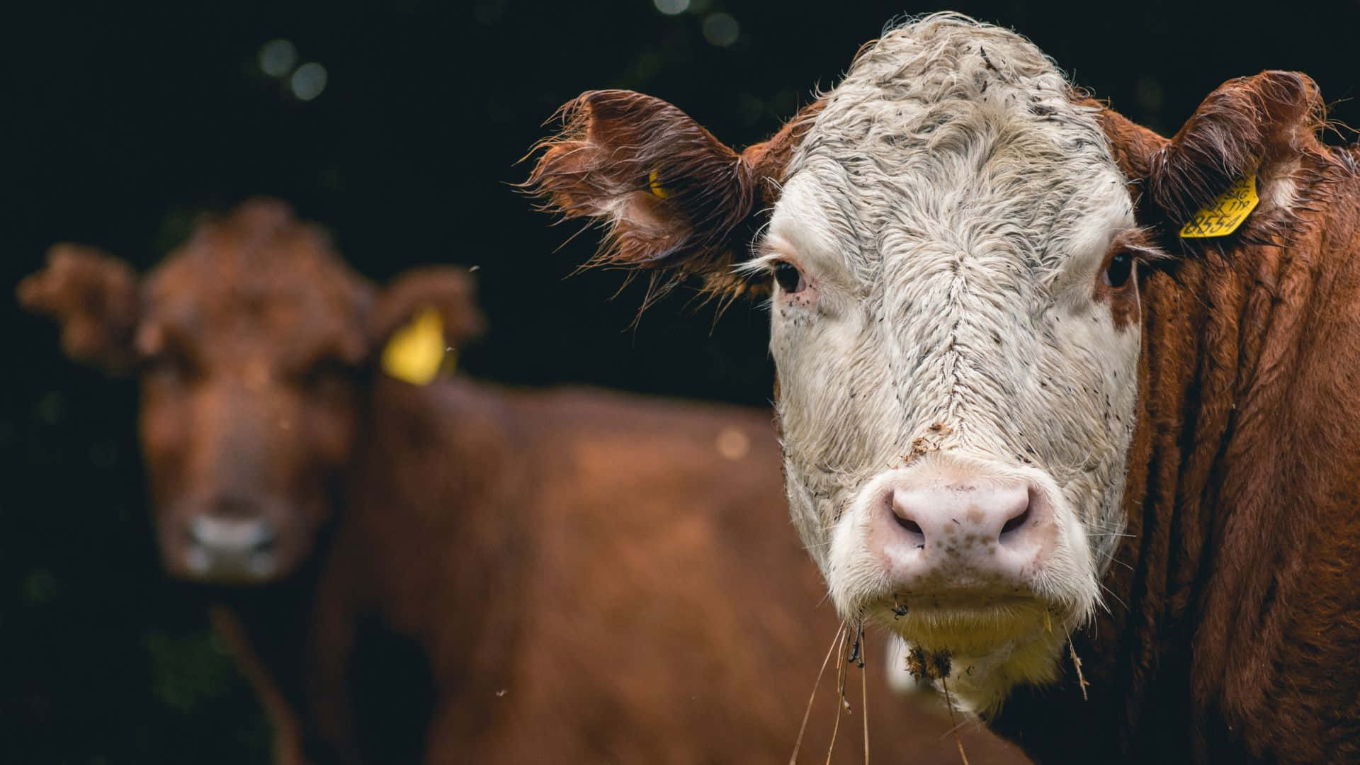 Brown Cow, muddy brown, yellow ear tags, Full HD Desktop Wallpaper