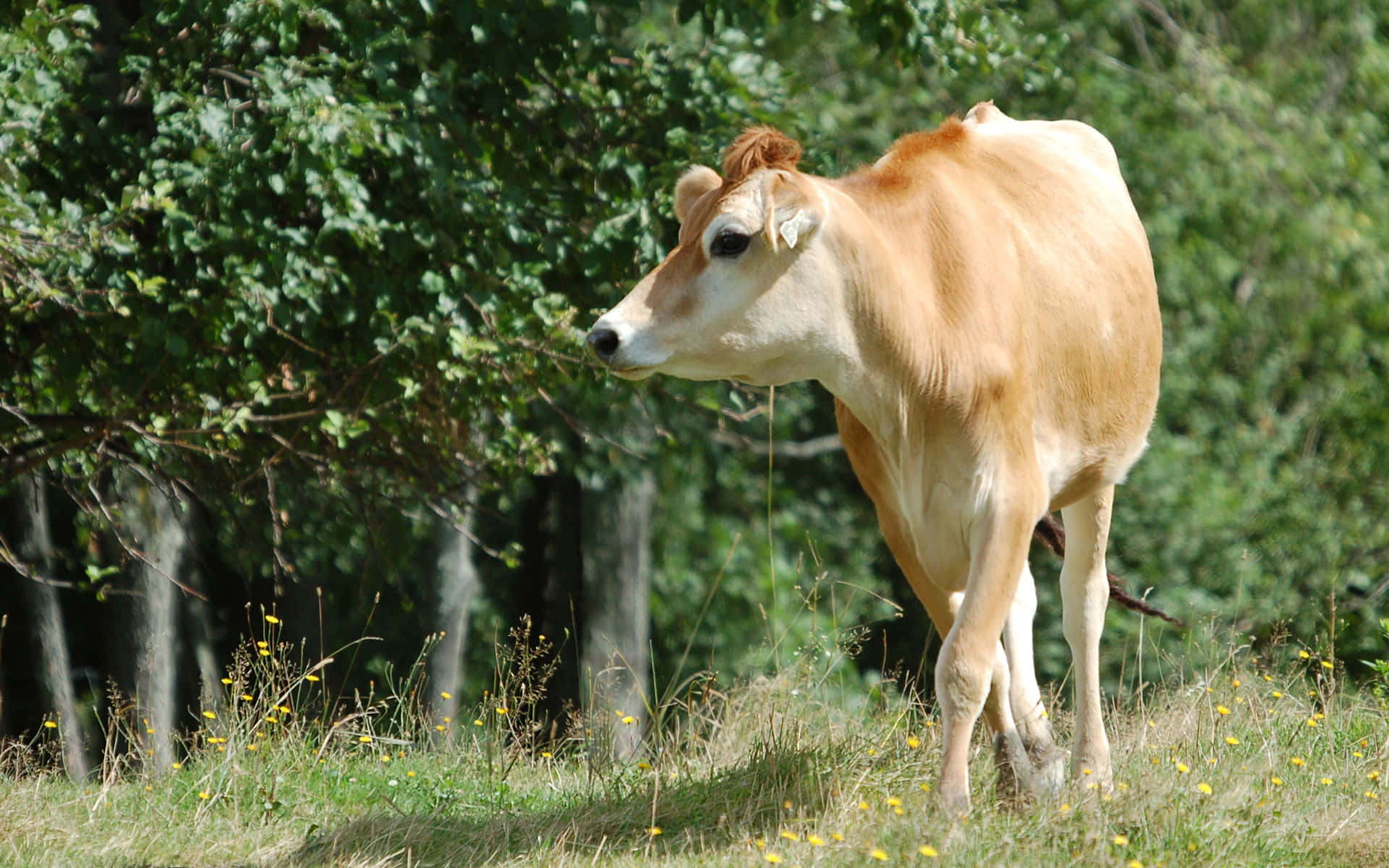 Brown Cow, green field, sunlit grassy field, Full HD Desktop Wallpaper